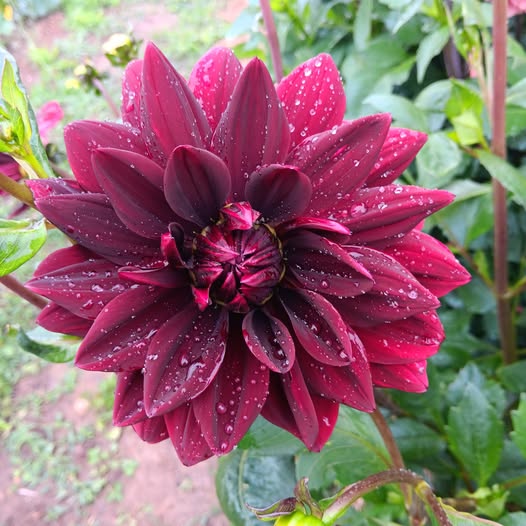 Dahlia knöl Sam Hopkins  "Näckrosblommande"  - 2