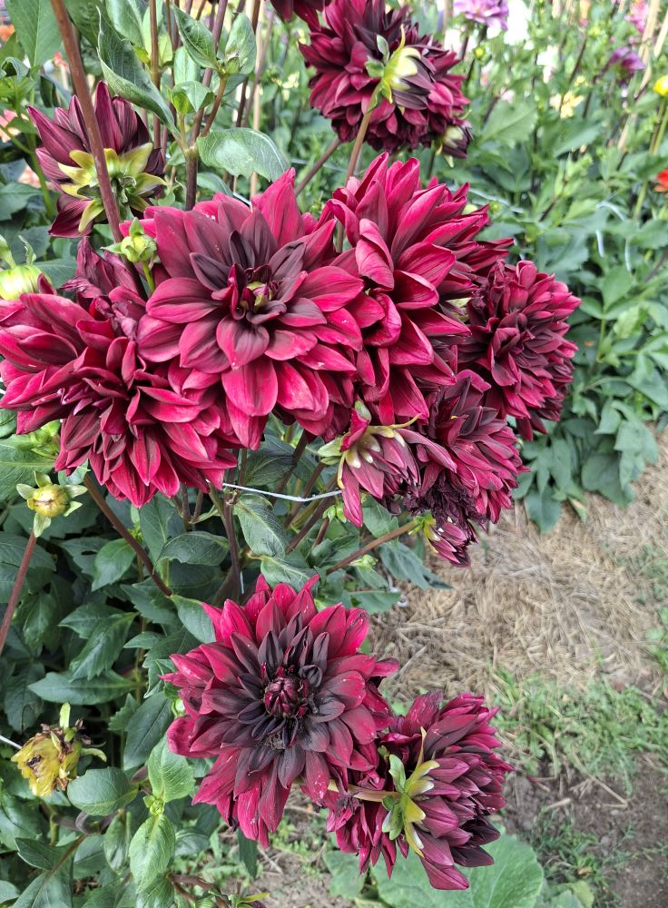 Dahlia knöl Sam Hopkins  "Näckrosblommande"  - 3