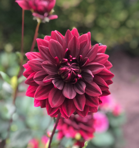 Dahlia knöl Sam Hopkins  "Näckrosblommande" 