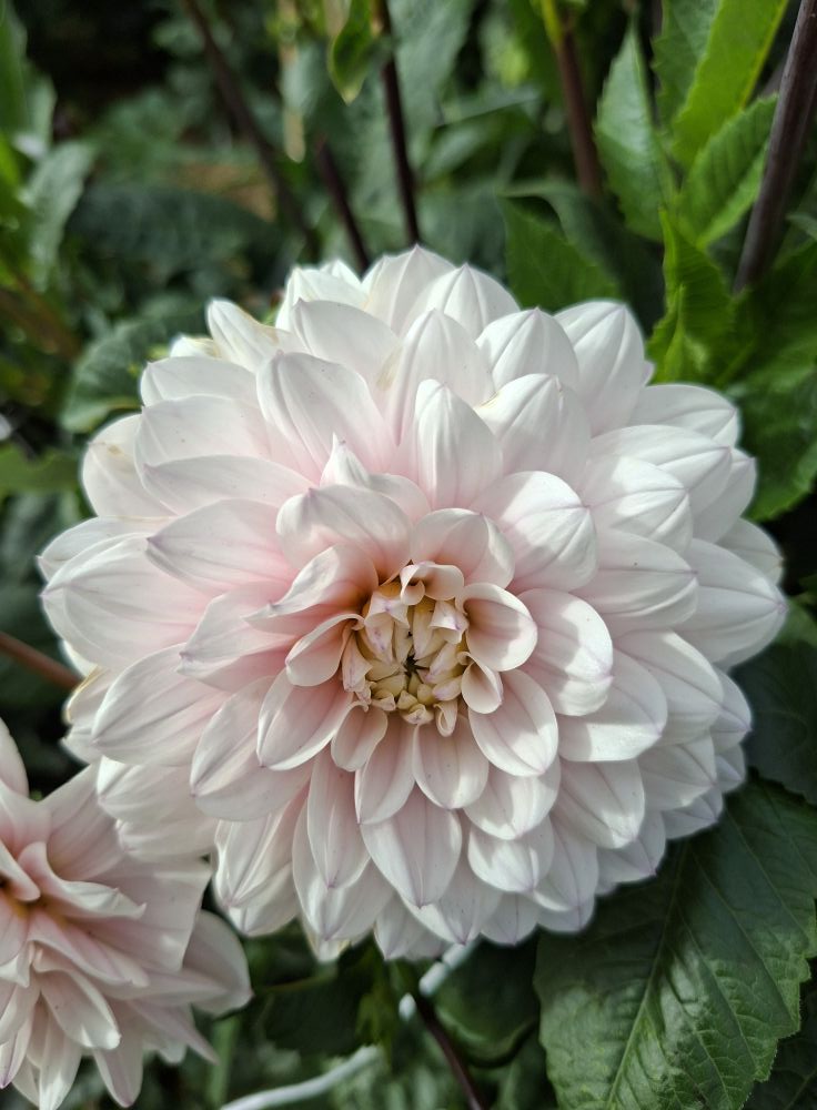 Dahlia  knöl Silver Years  "Dekorativ Småblommande" - 4