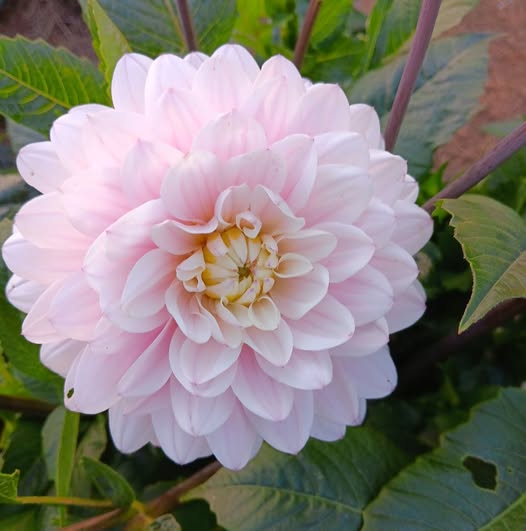 Dahlia  knöl Silver Years  "Dekorativ Småblommande" - 3