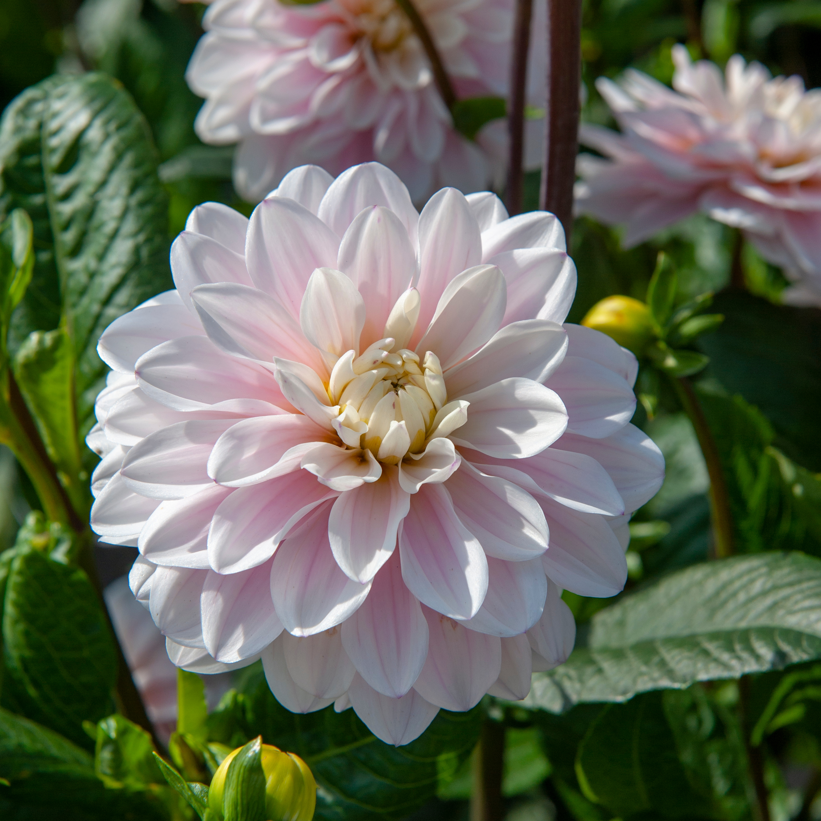 Dahlia  knöl Silver Years  "Dekorativ Småblommande"