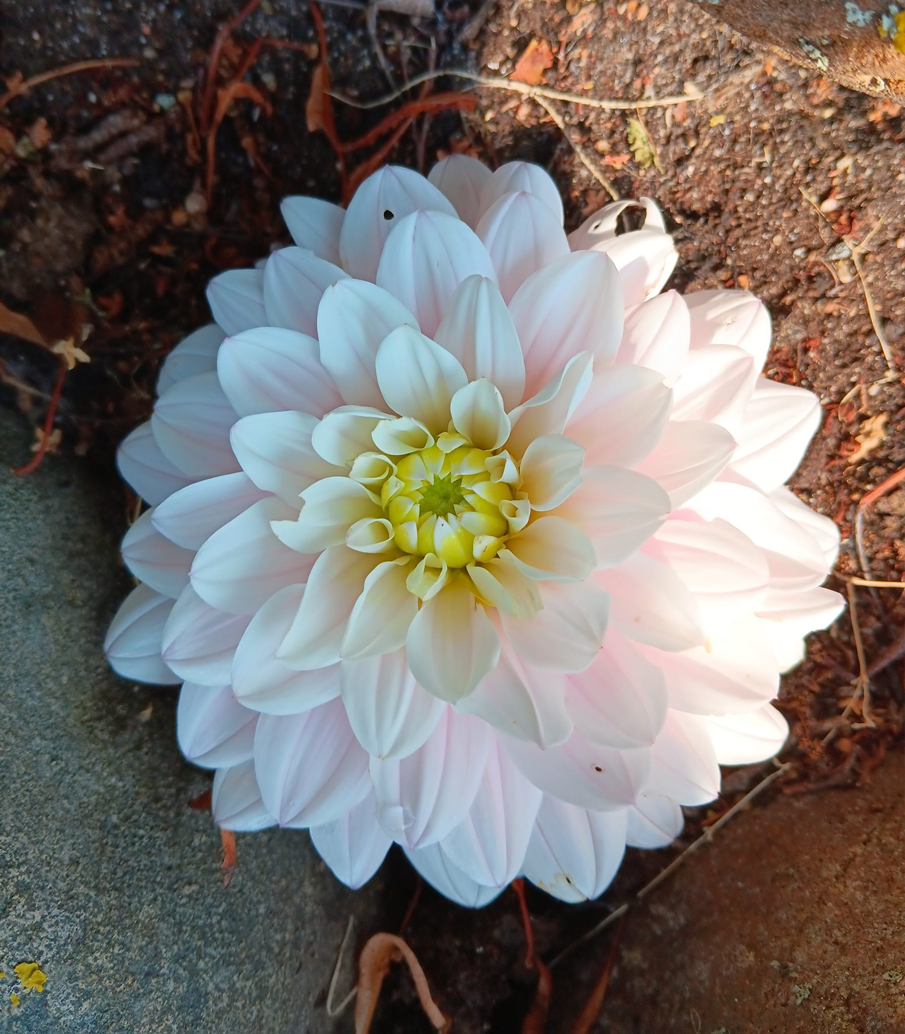 Dahlia  knöl Silver Years  "Dekorativ Småblommande" - 2