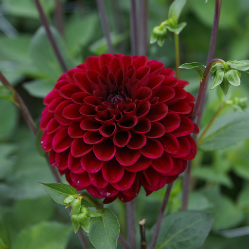 xDahlia rotad stickling Maroon Fox   "boll" 