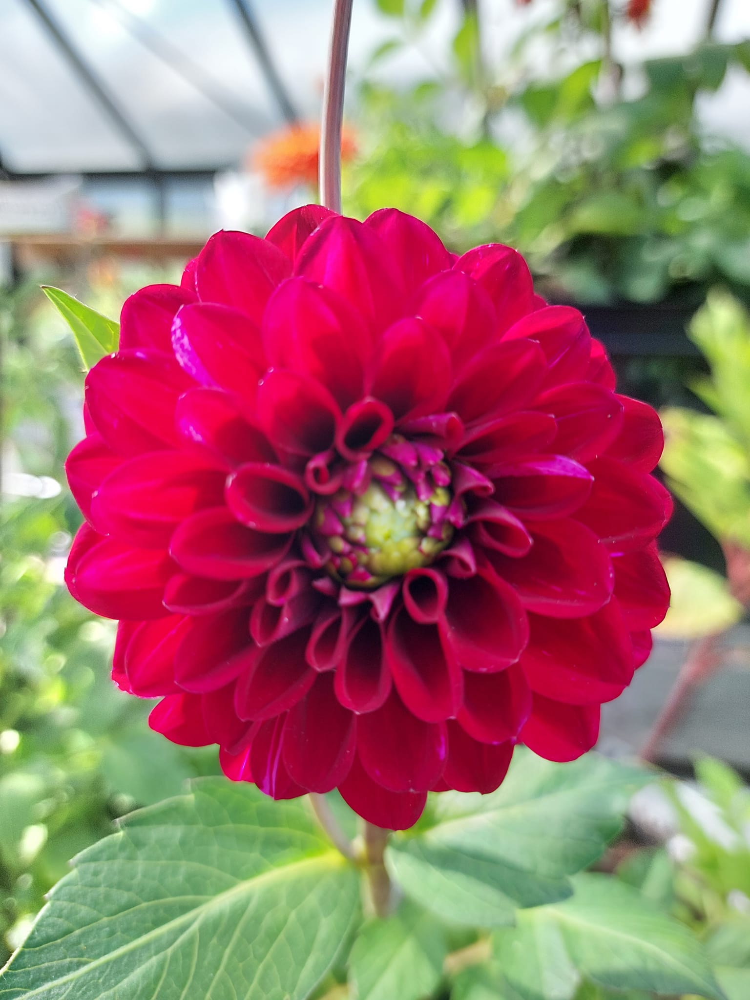 xDahlia rotad stickling Maroon Fox   "boll"  - 2
