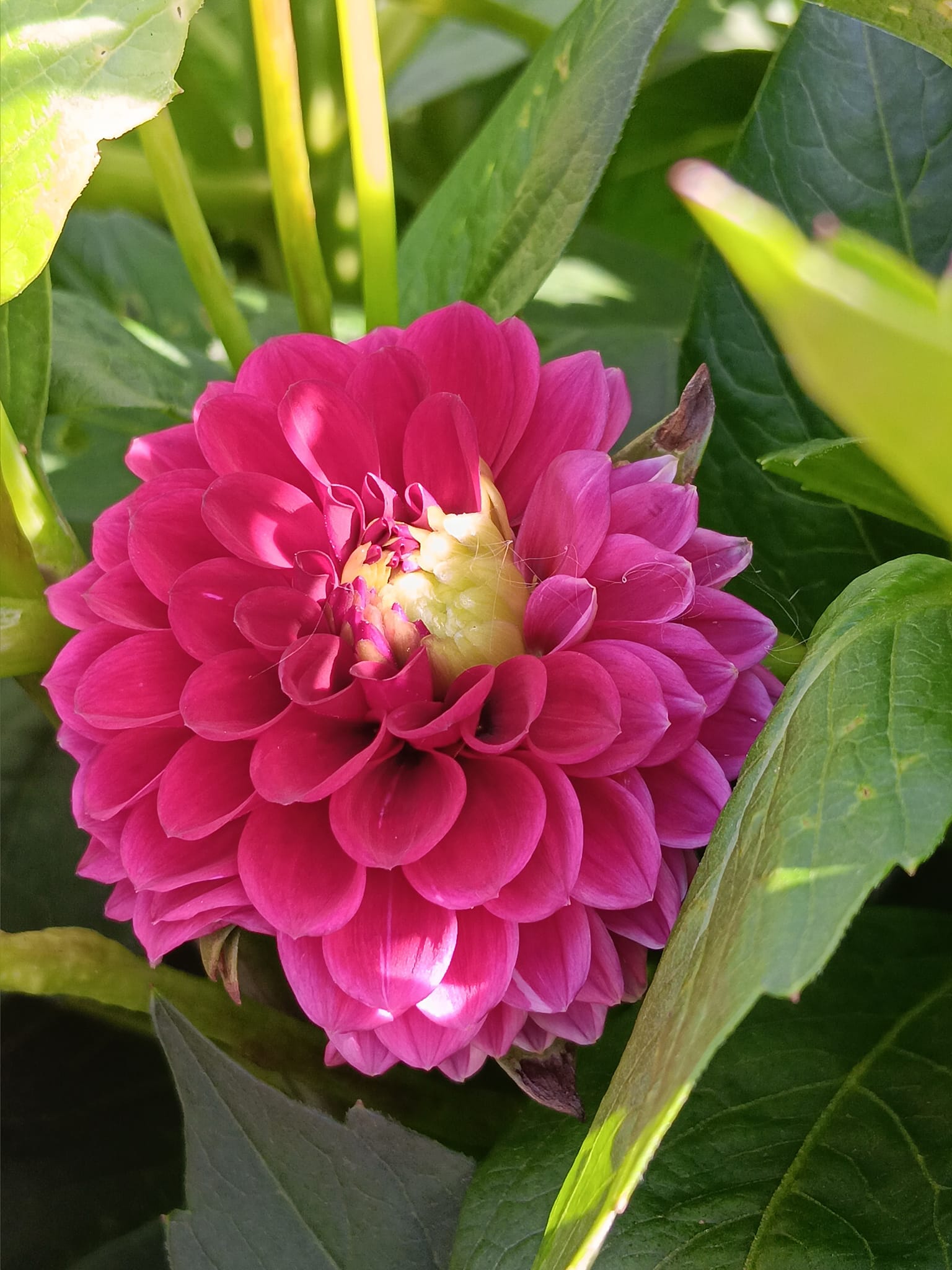 xDahlia rotad stickling Maroon Fox   "boll"  - 3