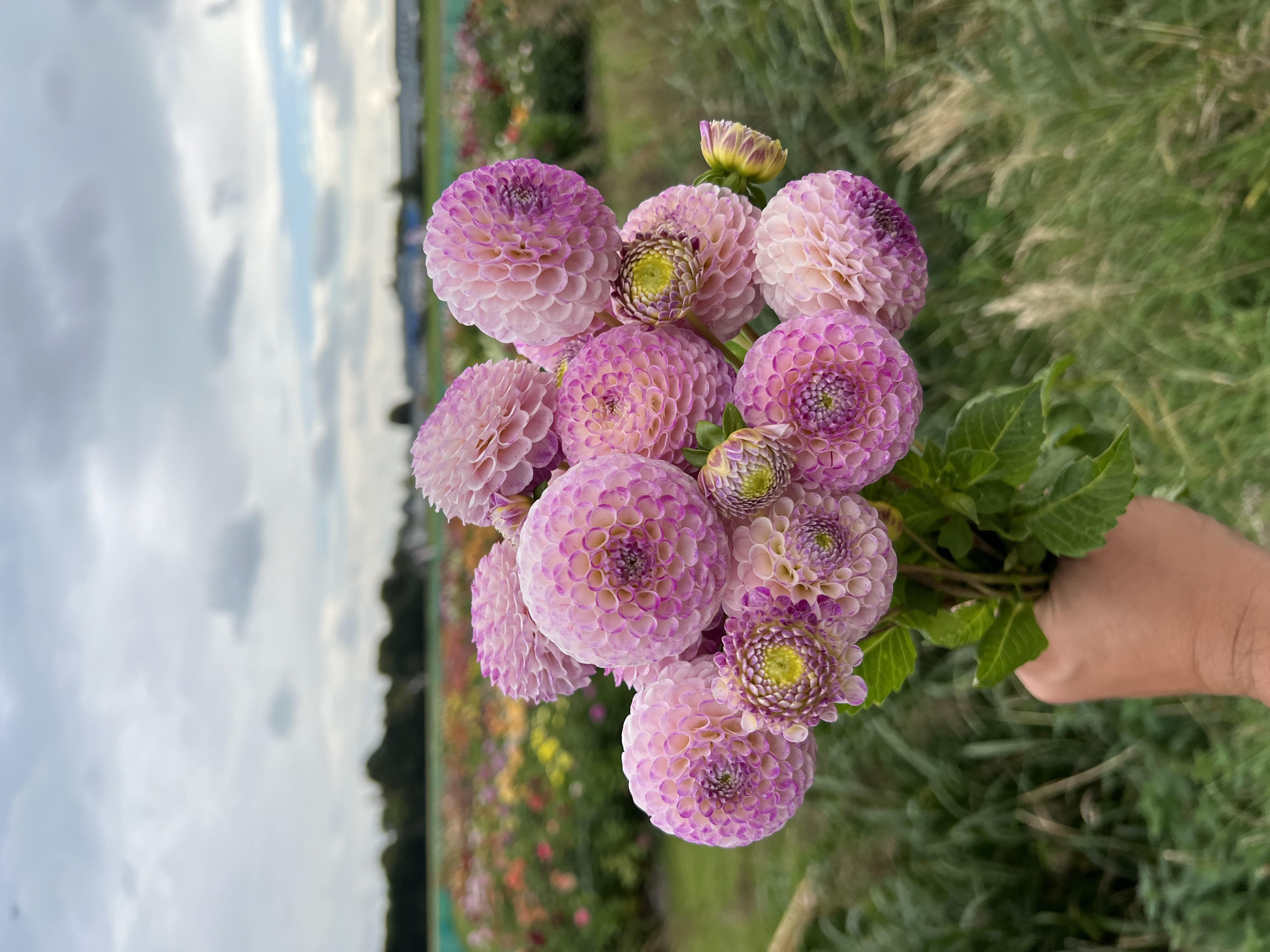Dahlia knöl Sir Richard Pompon  Nyhet 2027! - 2