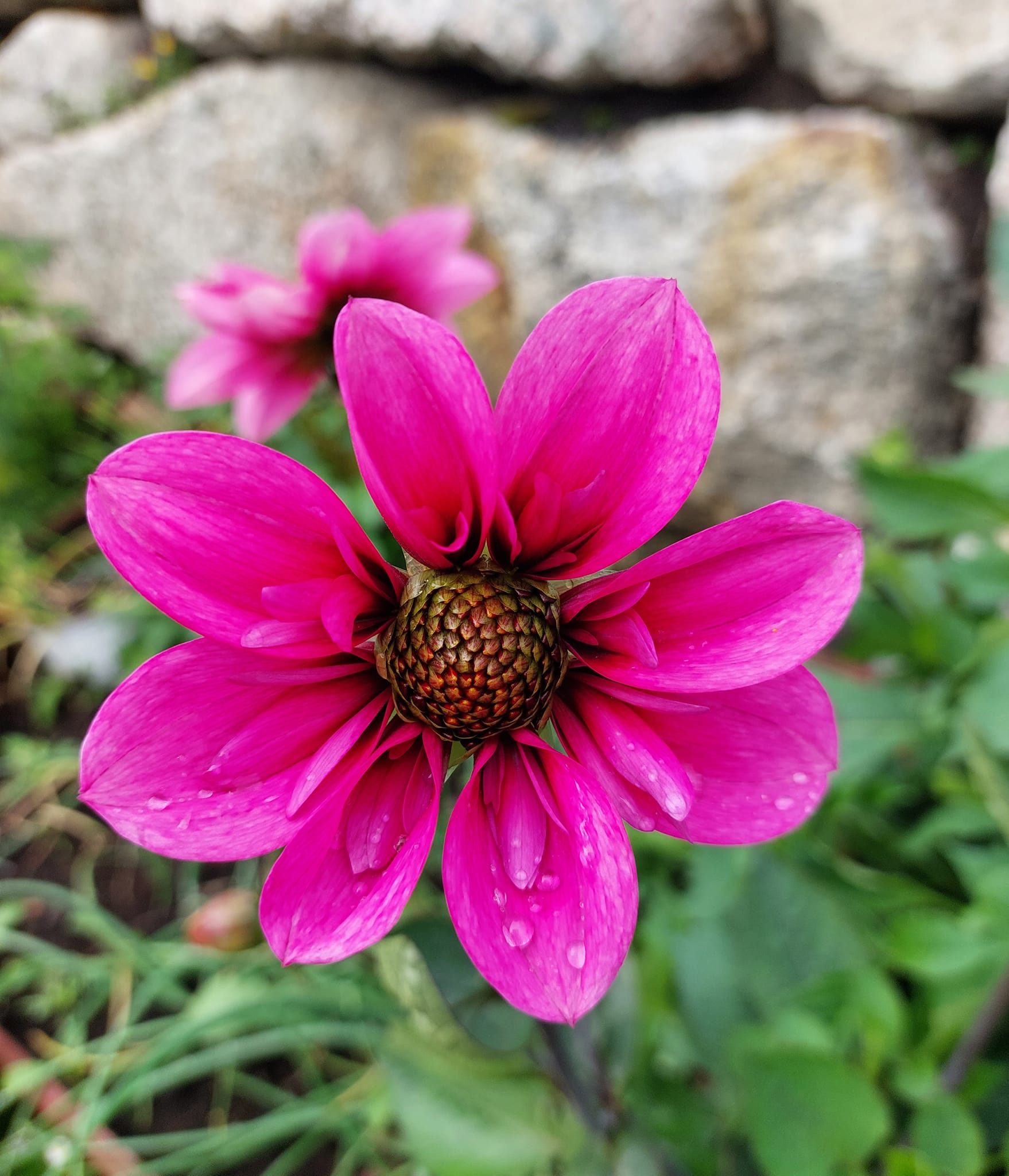 Dahlia  knöl Skyfall  Halskråsblommande" x - 2