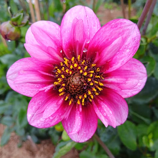 Dahlia  knöl Skyfall  Halskråsblommande" x - 3