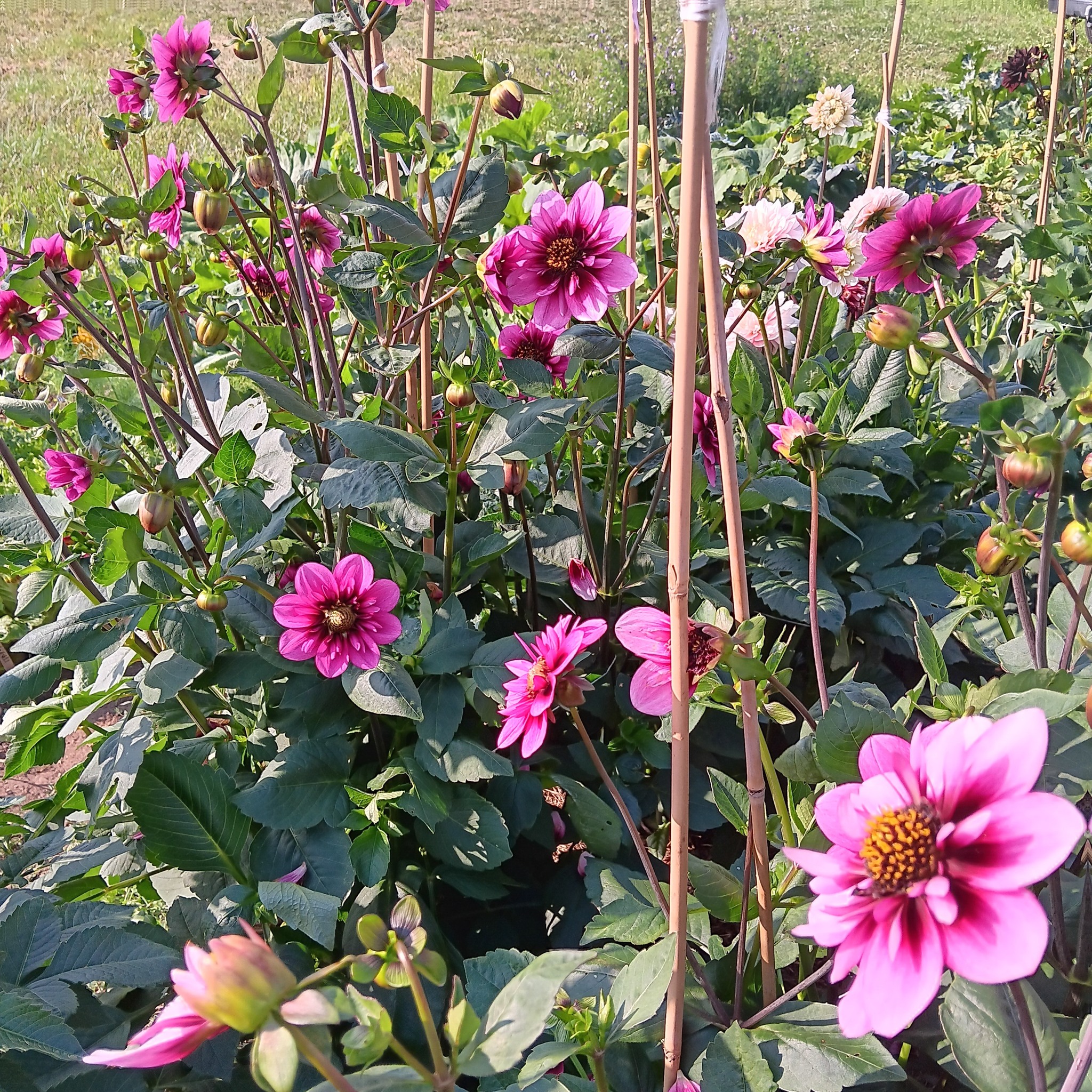 Dahlia  knöl Skyfall  Halskråsblommande" x - 4