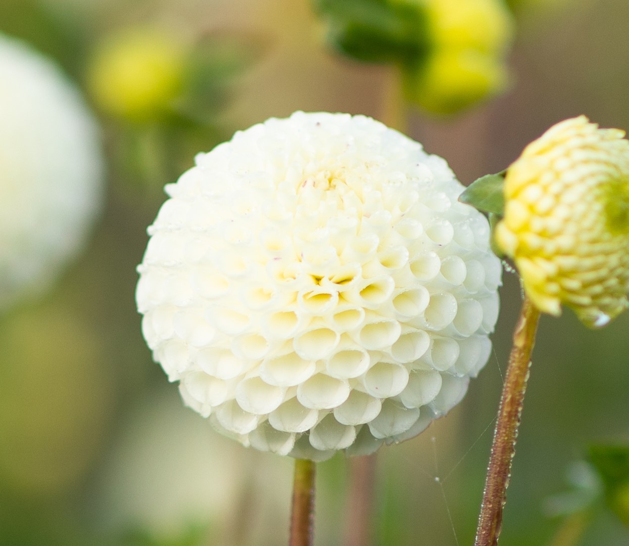 Dahlia knöl Small World"Pompon"  x - 2