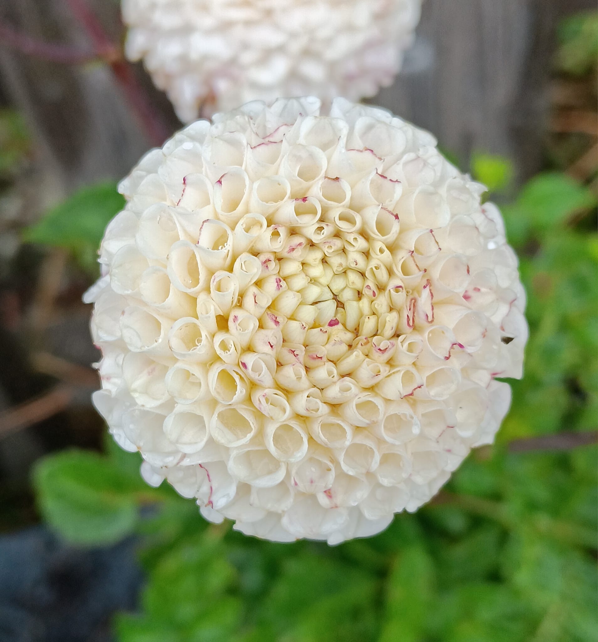 Dahlia knöl Small World"Pompon"  x - 3