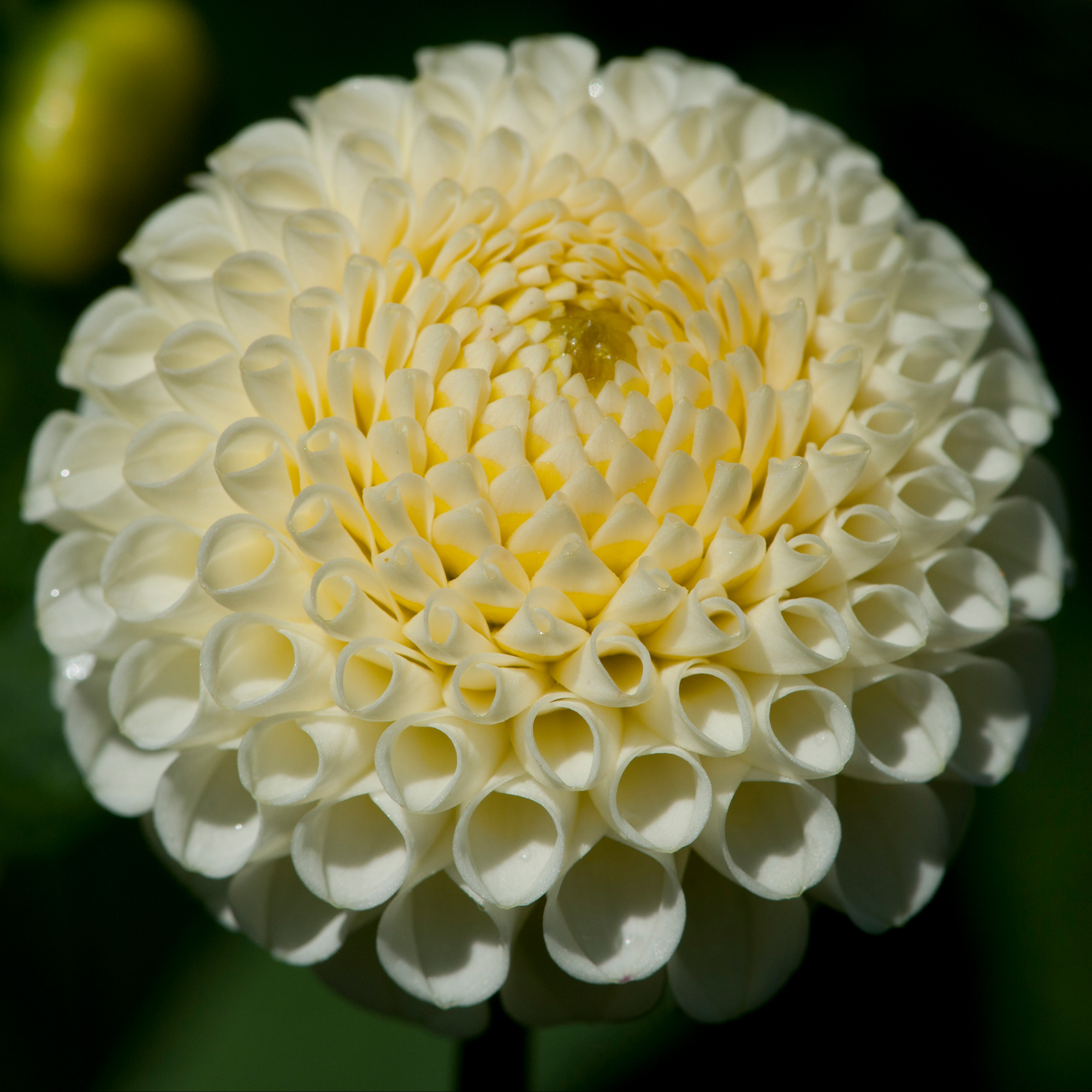 Dahlia knöl Small World"Pompon"  x