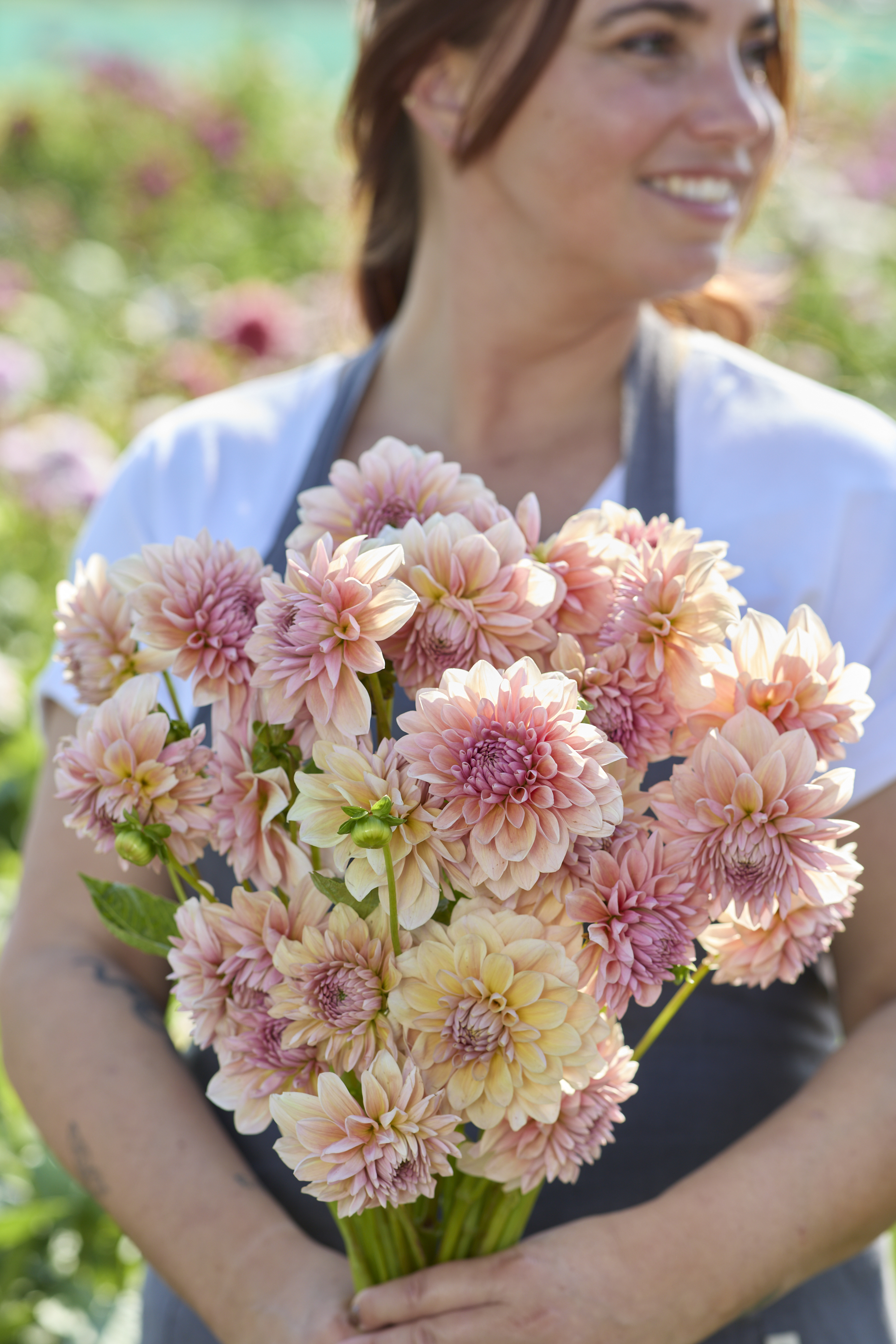 Dahlia knöl Sturm Sweet Maria  