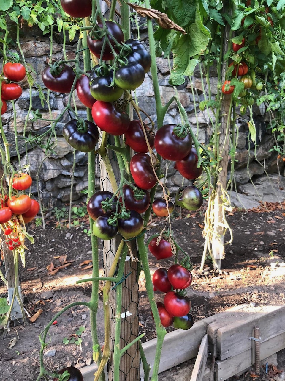 Tomatmannens Tomat H34 Rot-Jolie Coeur, 5 frö Snart slut för säsong