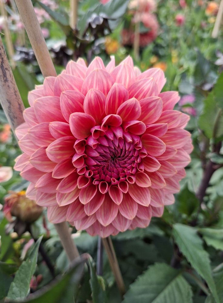 Dahlia knöl Sweet Sanne Dekorativ   x - 5