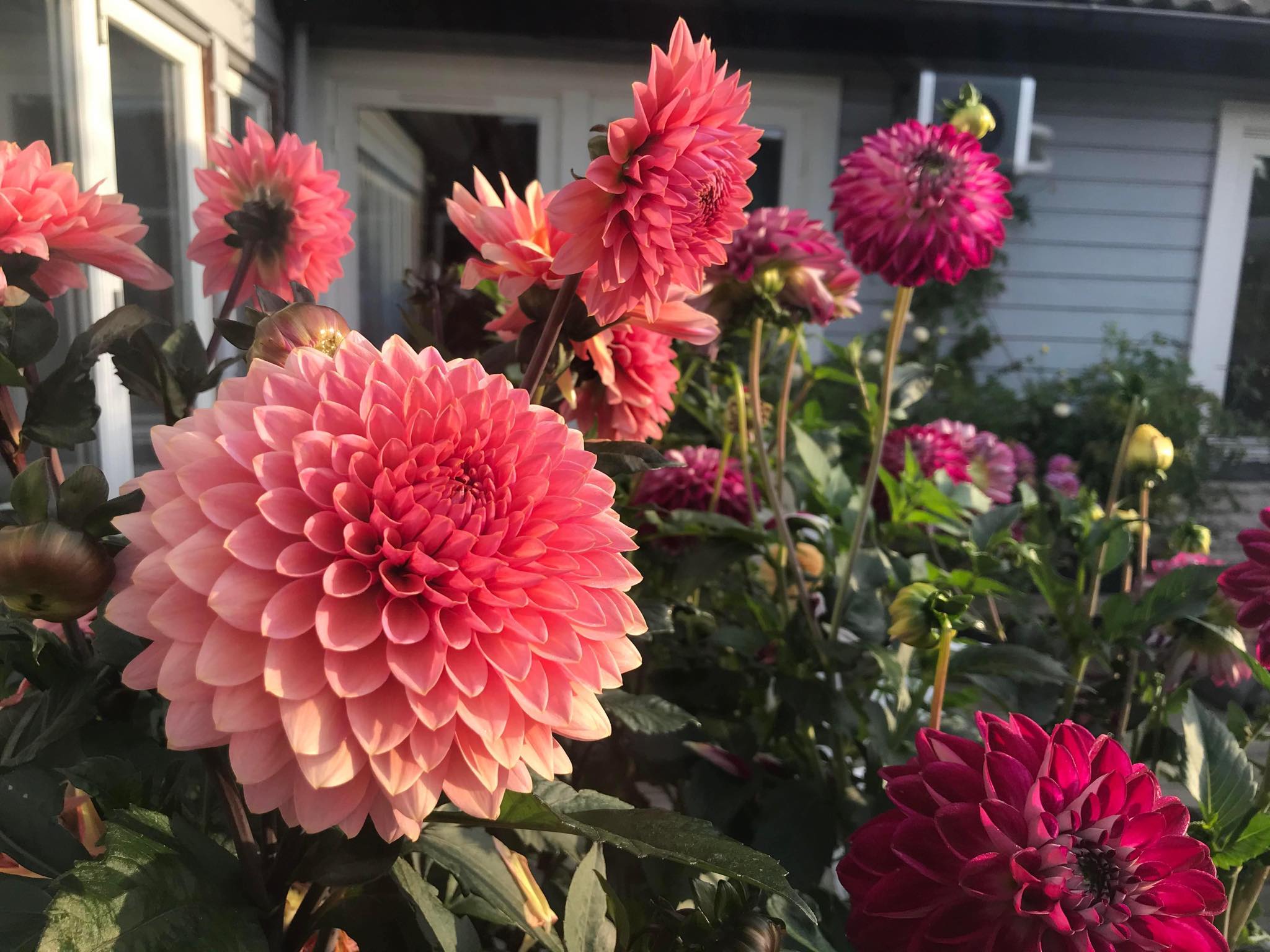 Dahlia knöl Sweet Sanne Dekorativ   x - 3