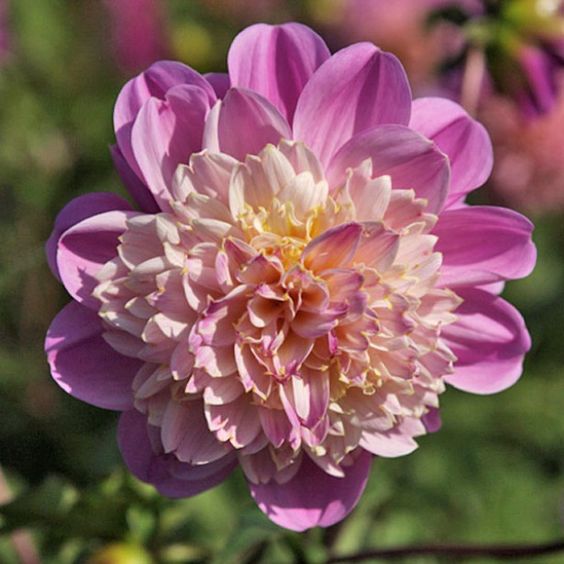 Dahlia knöl Take Off   Anemonblommande x