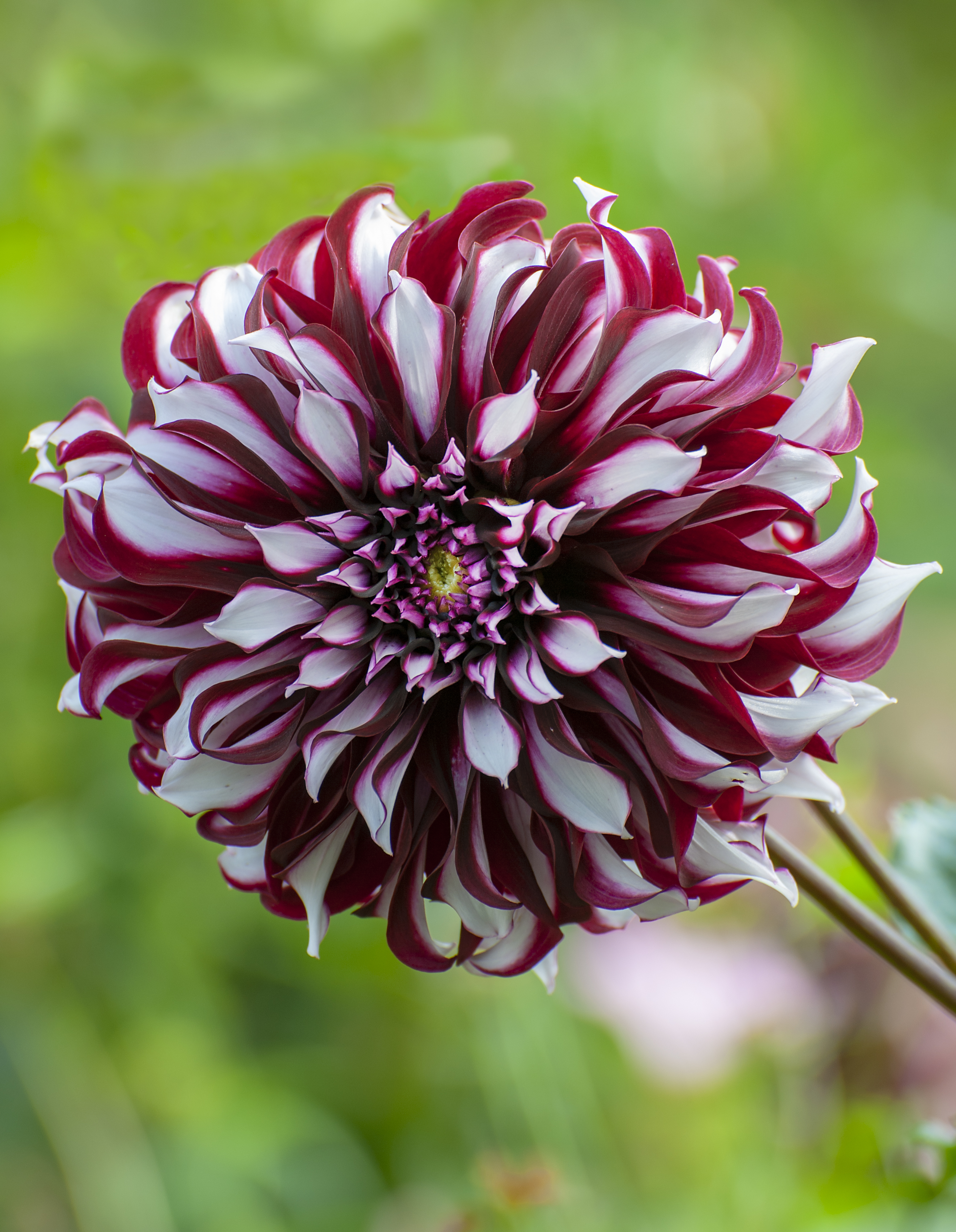 Dahlia knöl Tartan  Dekorativ storblommande, x