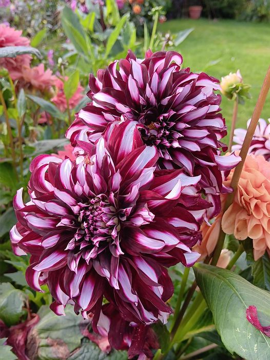 Dahlia knöl Tartan  Dekorativ storblommande, x - 3