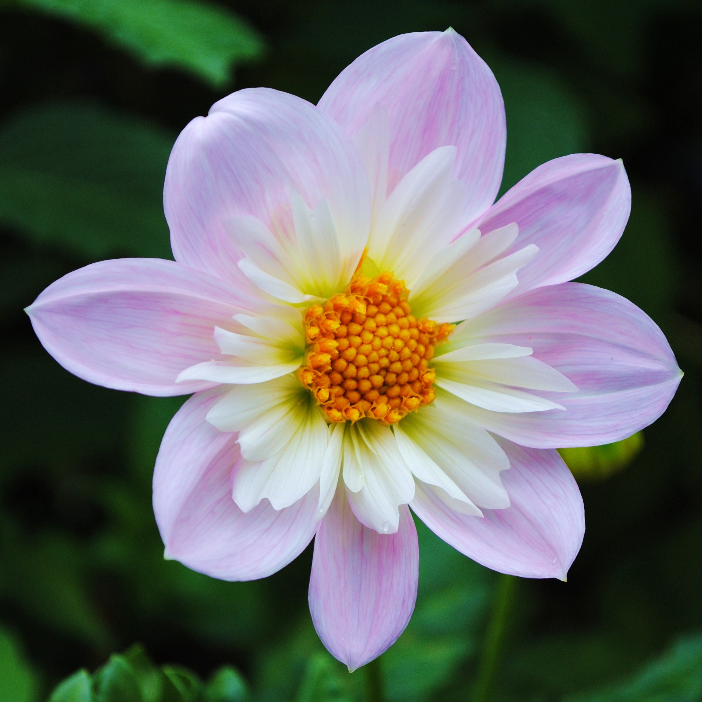 Dahlia knöl Teesbrooke Audrey  "Halskråsdahlia" 