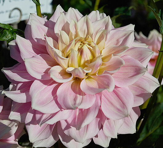 Dahlia knöl Truly Scrumptions Dekorativ Nyhet 2027! - 2