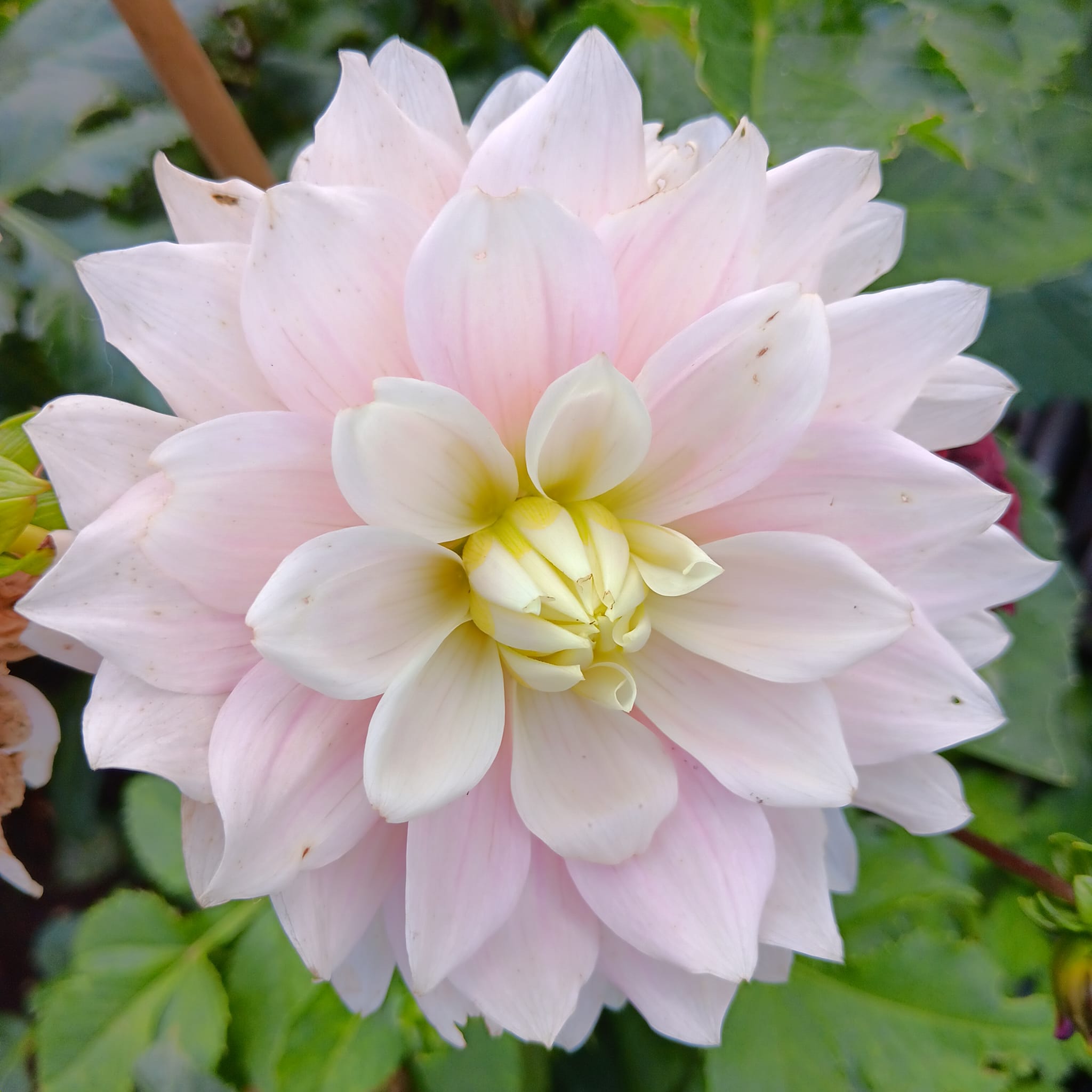 Dahlia knöl Truly Scrumptions Dekorativ Nyhet 2027! - 3