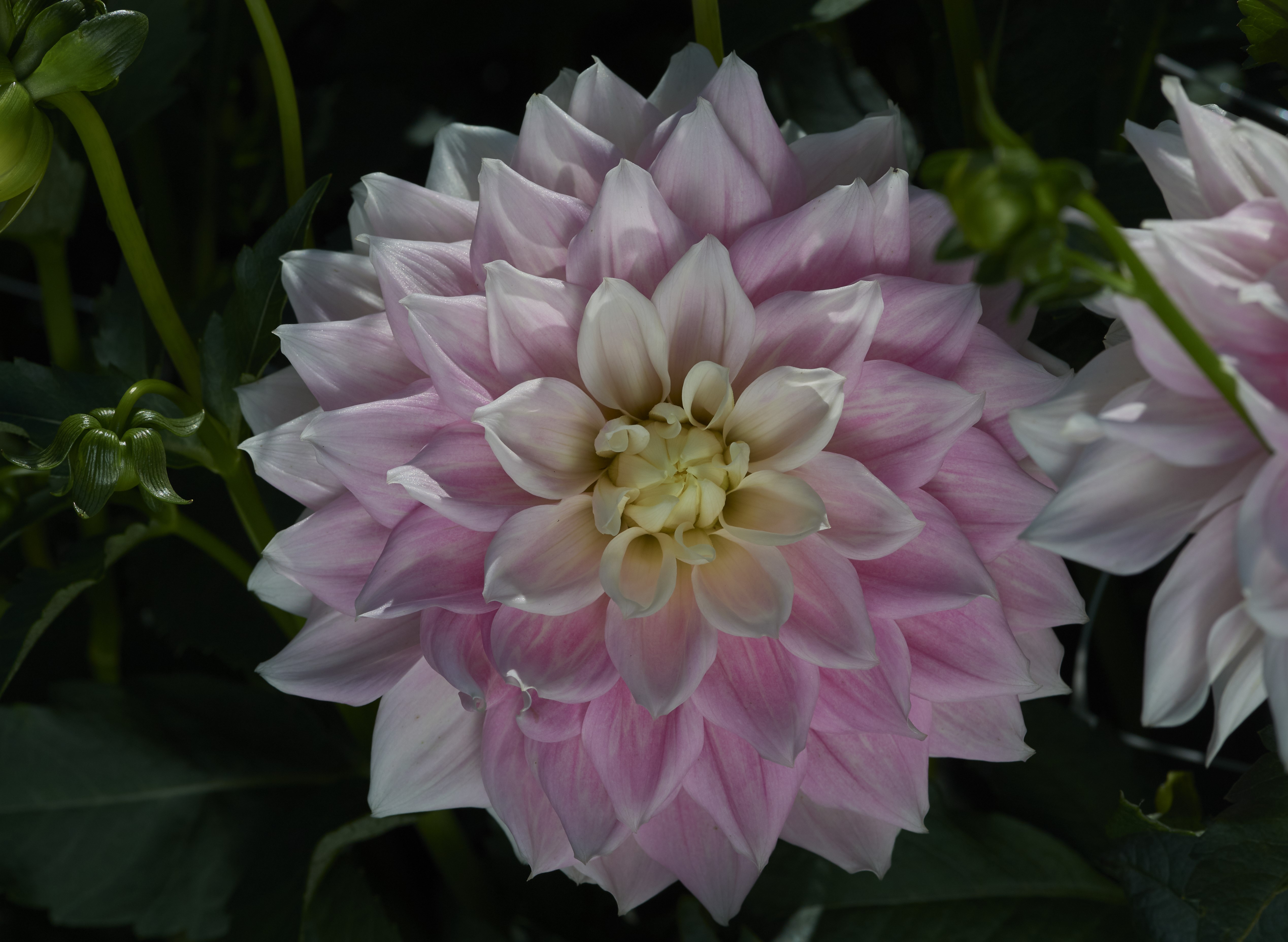 Dahlia knöl Truly Scrumptions Dekorativ Nyhet 2027!