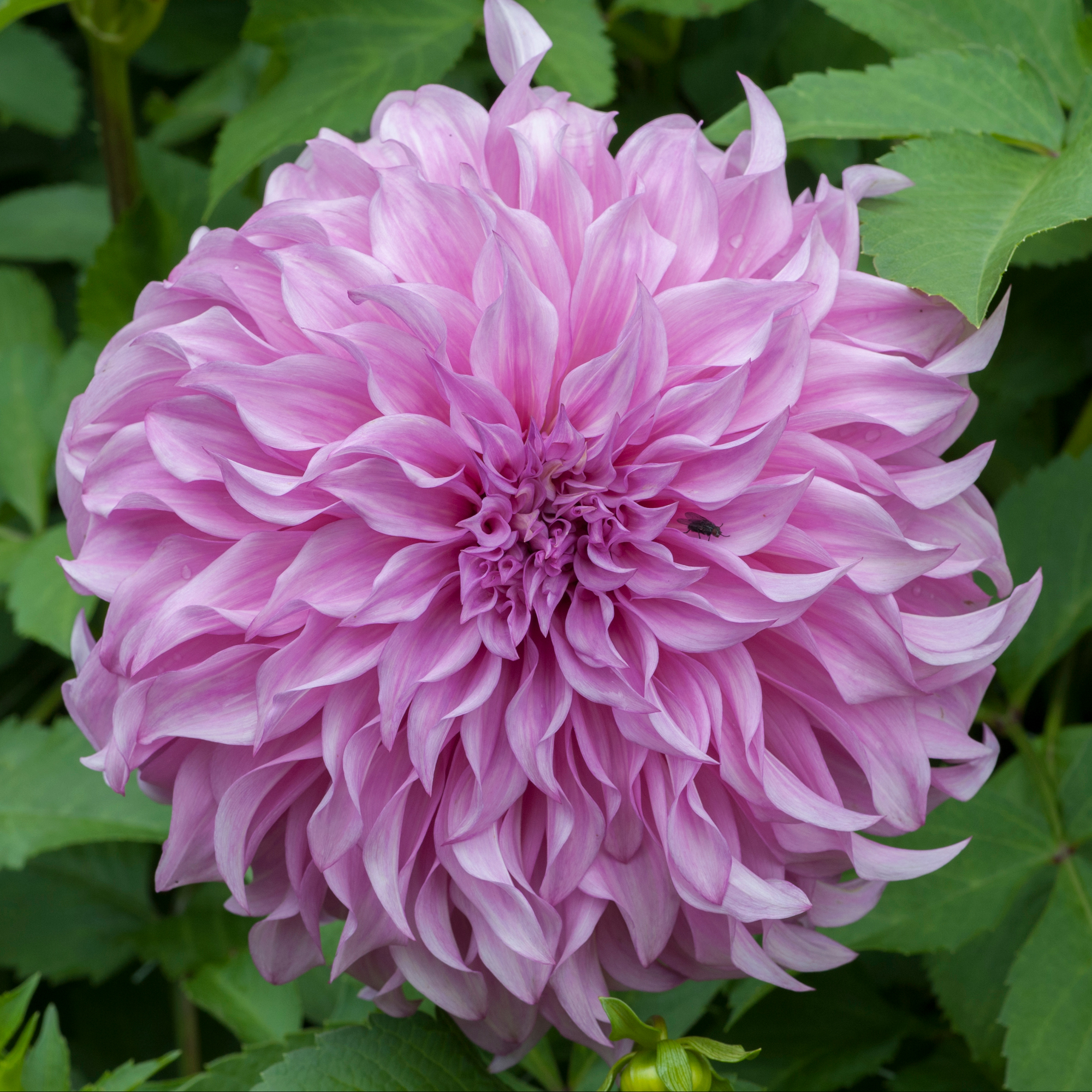 Dahlia knöl Vassio Meggos "Dekorativ Jätteblommande" 