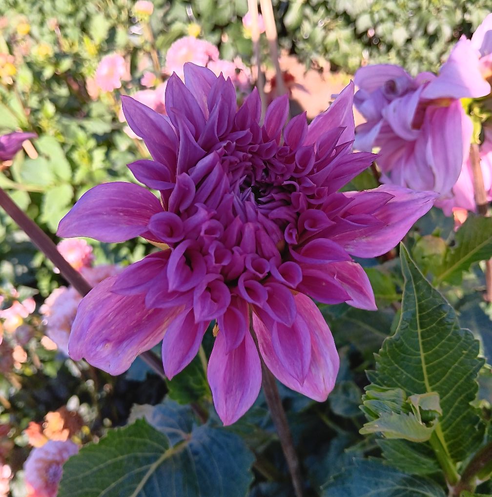 Dahlia knöl Vassio Meggos "Dekorativ Jätteblommande"  - 2