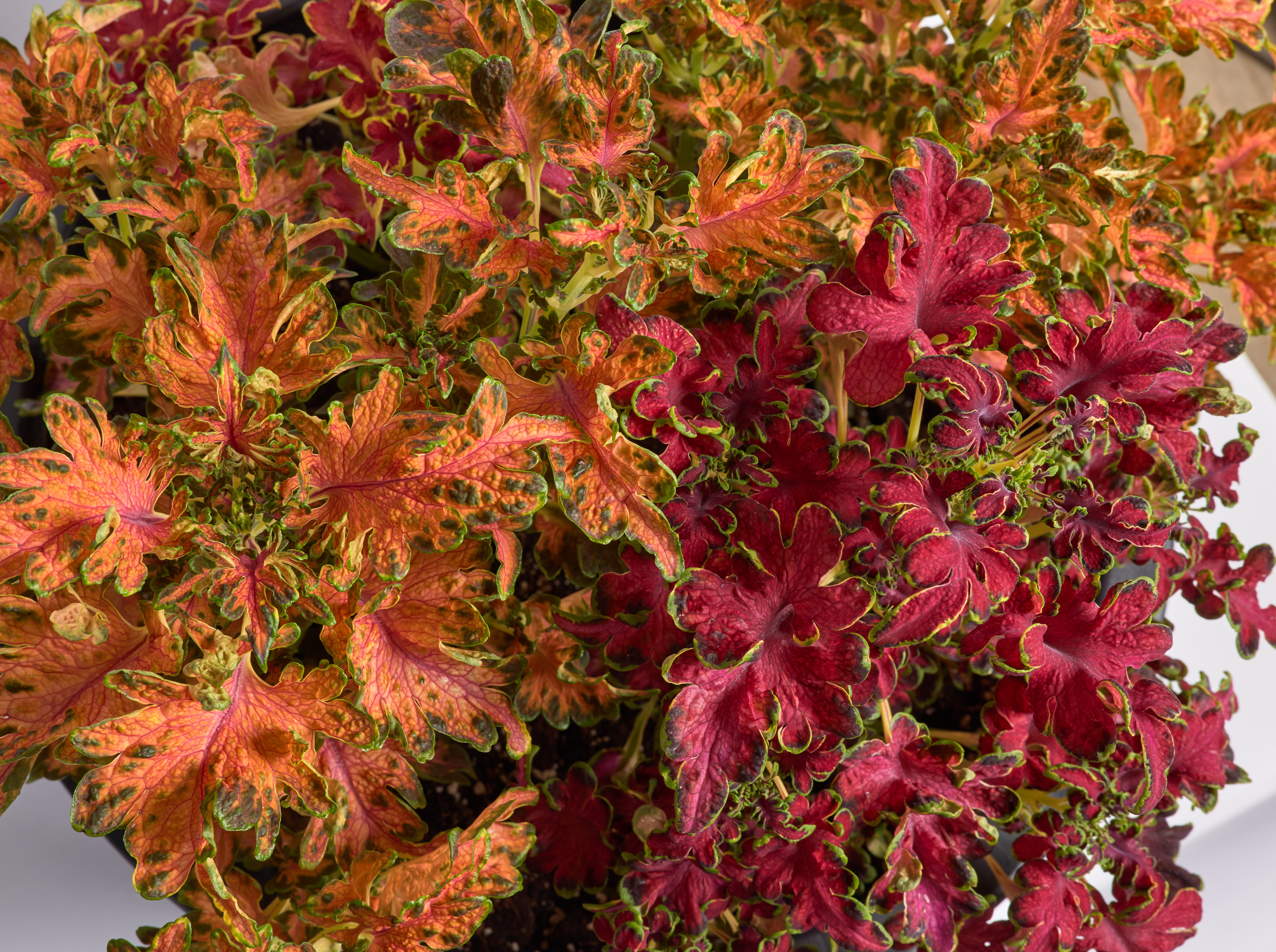 Palettblad "Colocha Mix" 10 frön  
