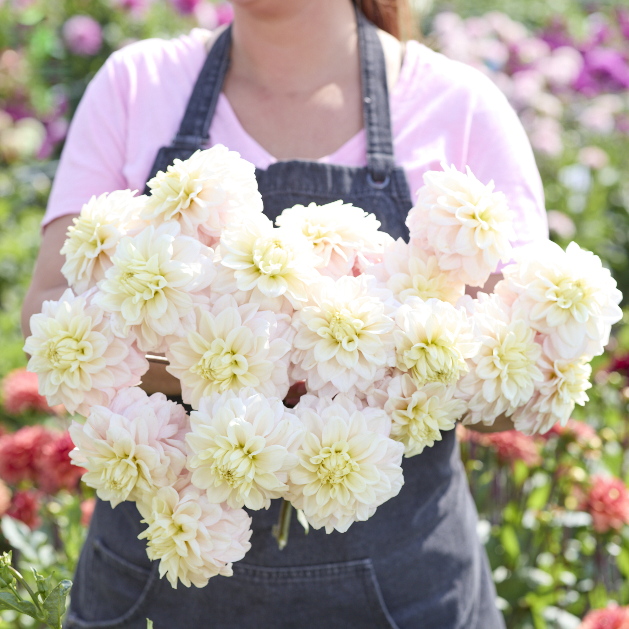 Dahlia knöl White Cream 