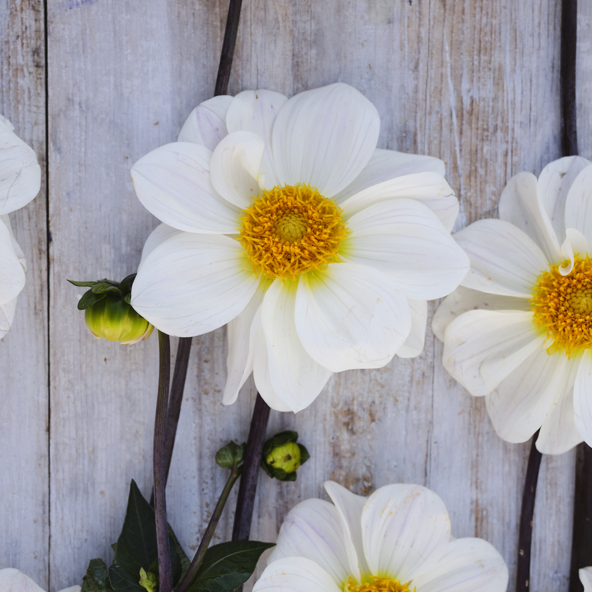 Dahlia knöl White Emperor  