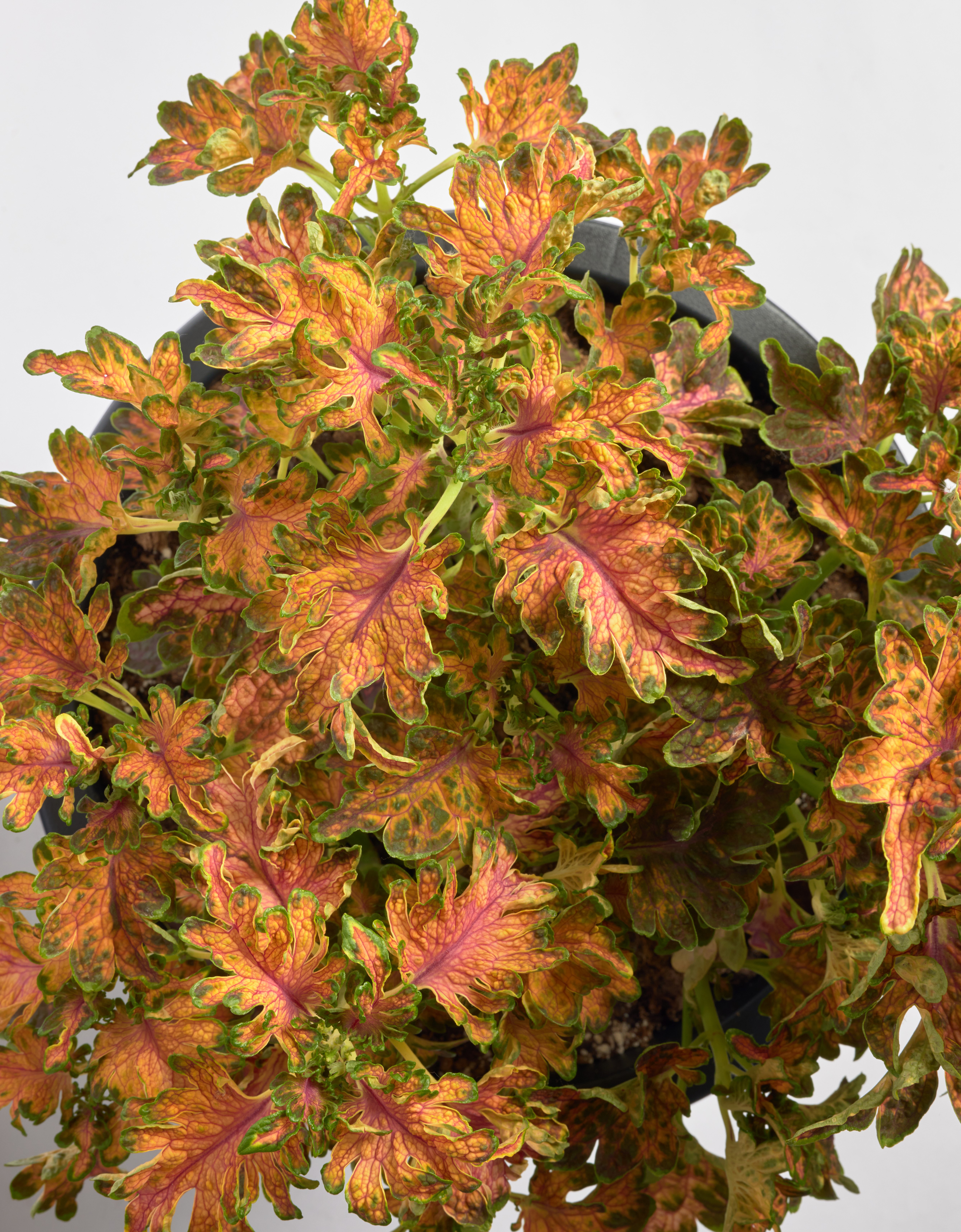 Palettblad "Colocha Scarlet" 10 frön  
