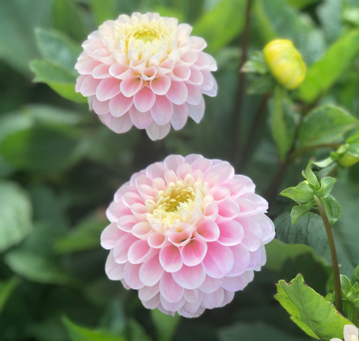 Dahlia knöl Wizard of Oz  Boll" x