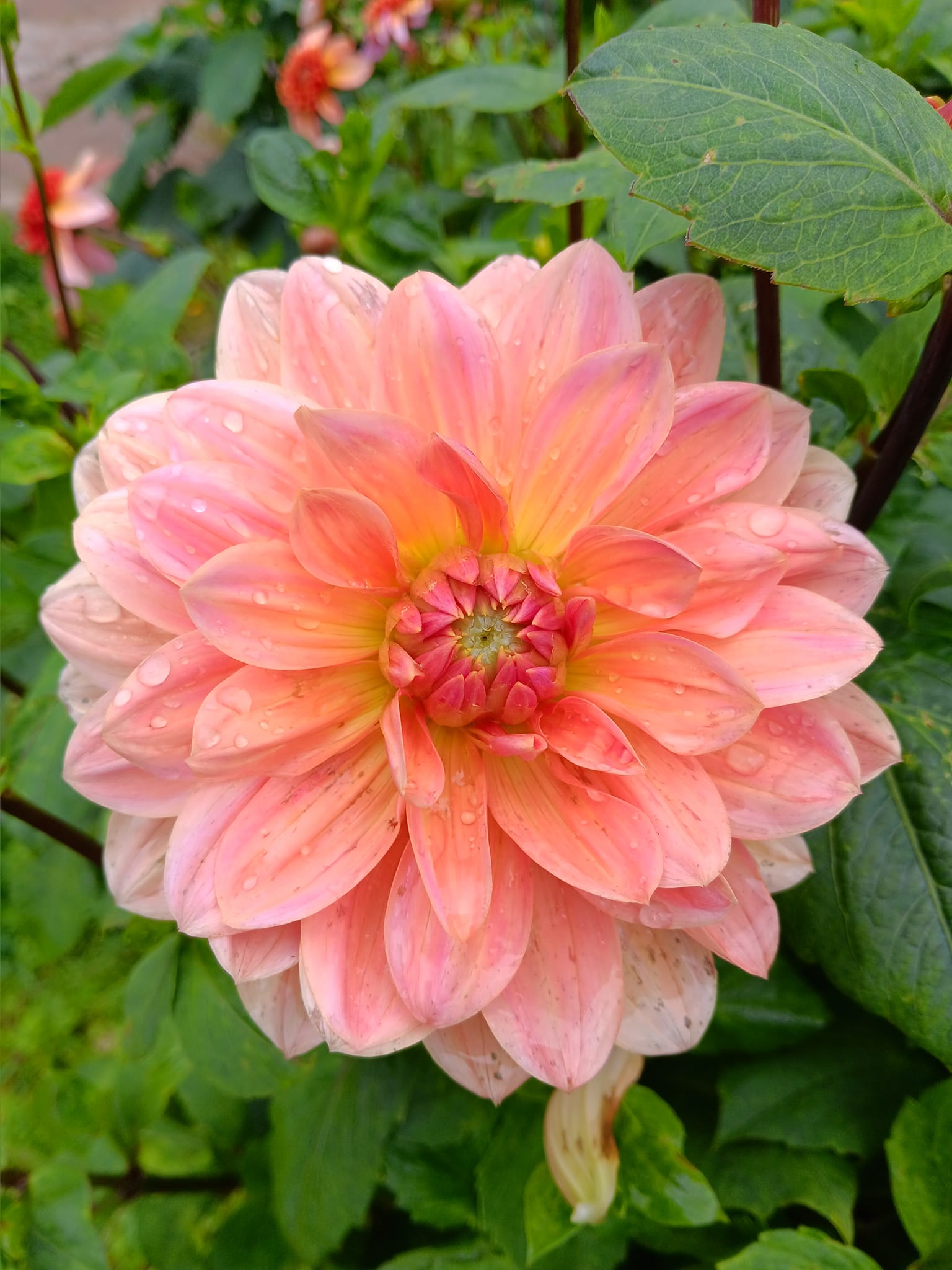 Dahlia knöl Yvonne "Näckrosblommande  - 4