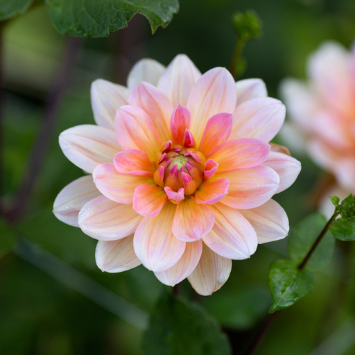 Dahlia knöl Yvonne "Näckrosblommande 