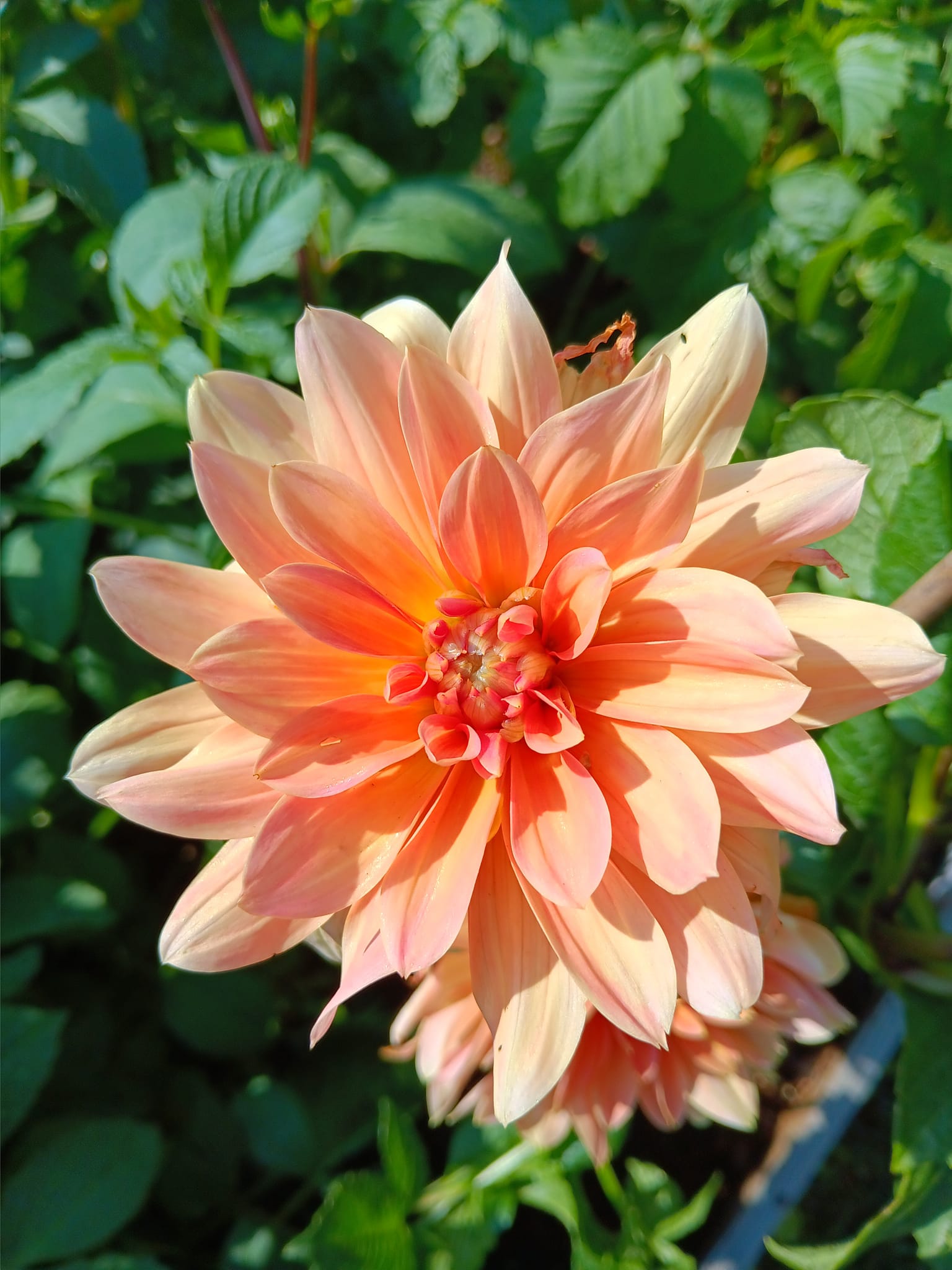 Dahlia knöl Yvonne "Näckrosblommande  - 5