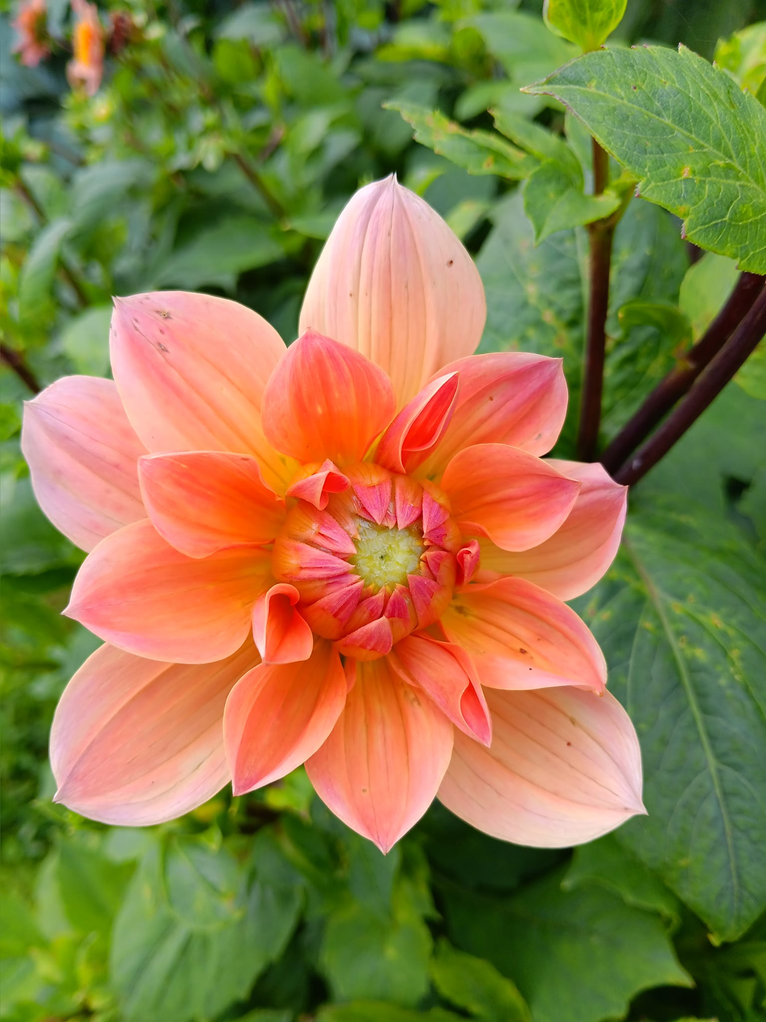 Dahlia knöl Yvonne "Näckrosblommande  - 3