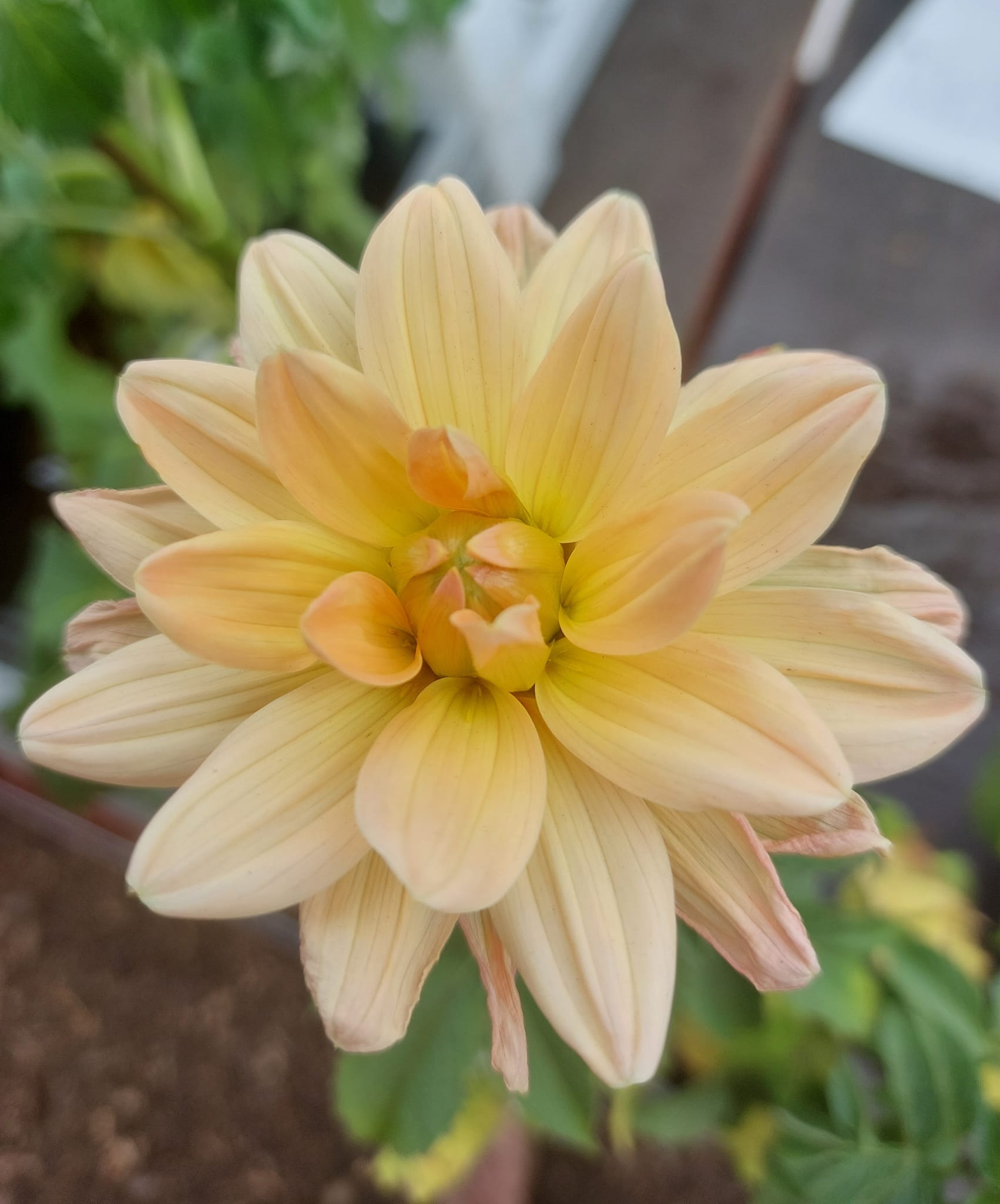 Dahlia knöl Yvonne "Näckrosblommande  - 2