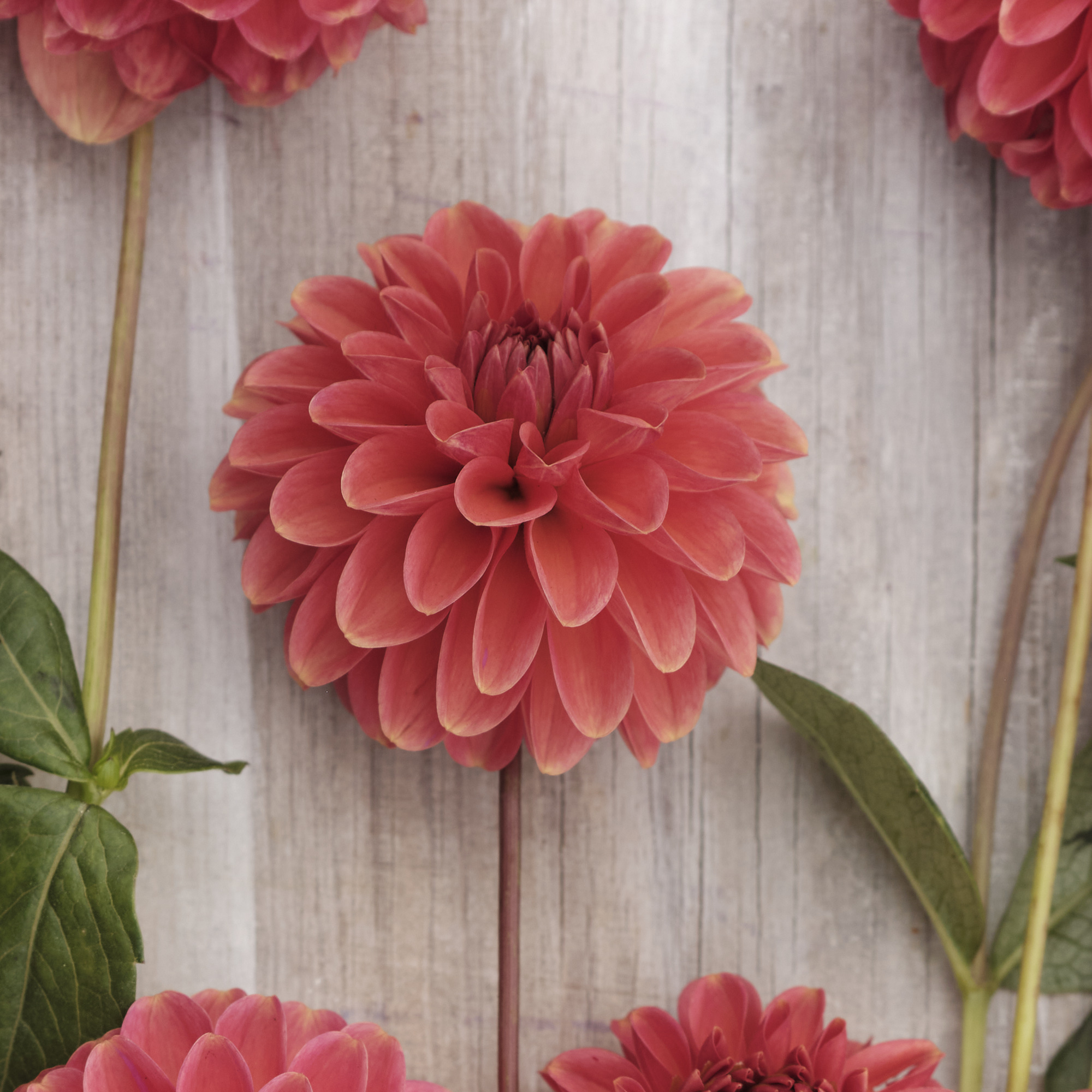 Dahlia knöl Zundert Mystery Fox   "Boll"  
