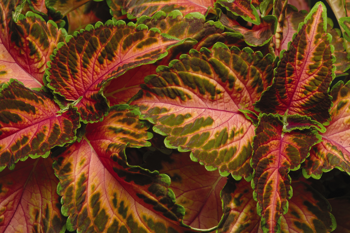 Palettblad "Wizard Coral Sunrise" 15 frön - 2