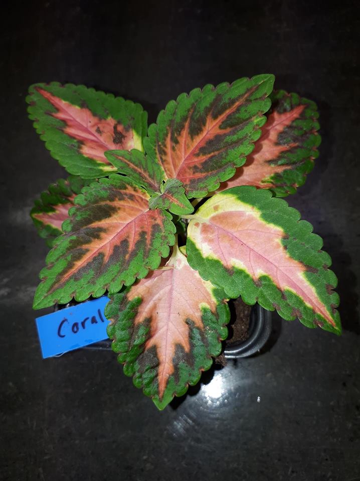 Palettblad "Wizard Coral Sunrise" 15 frön - 3