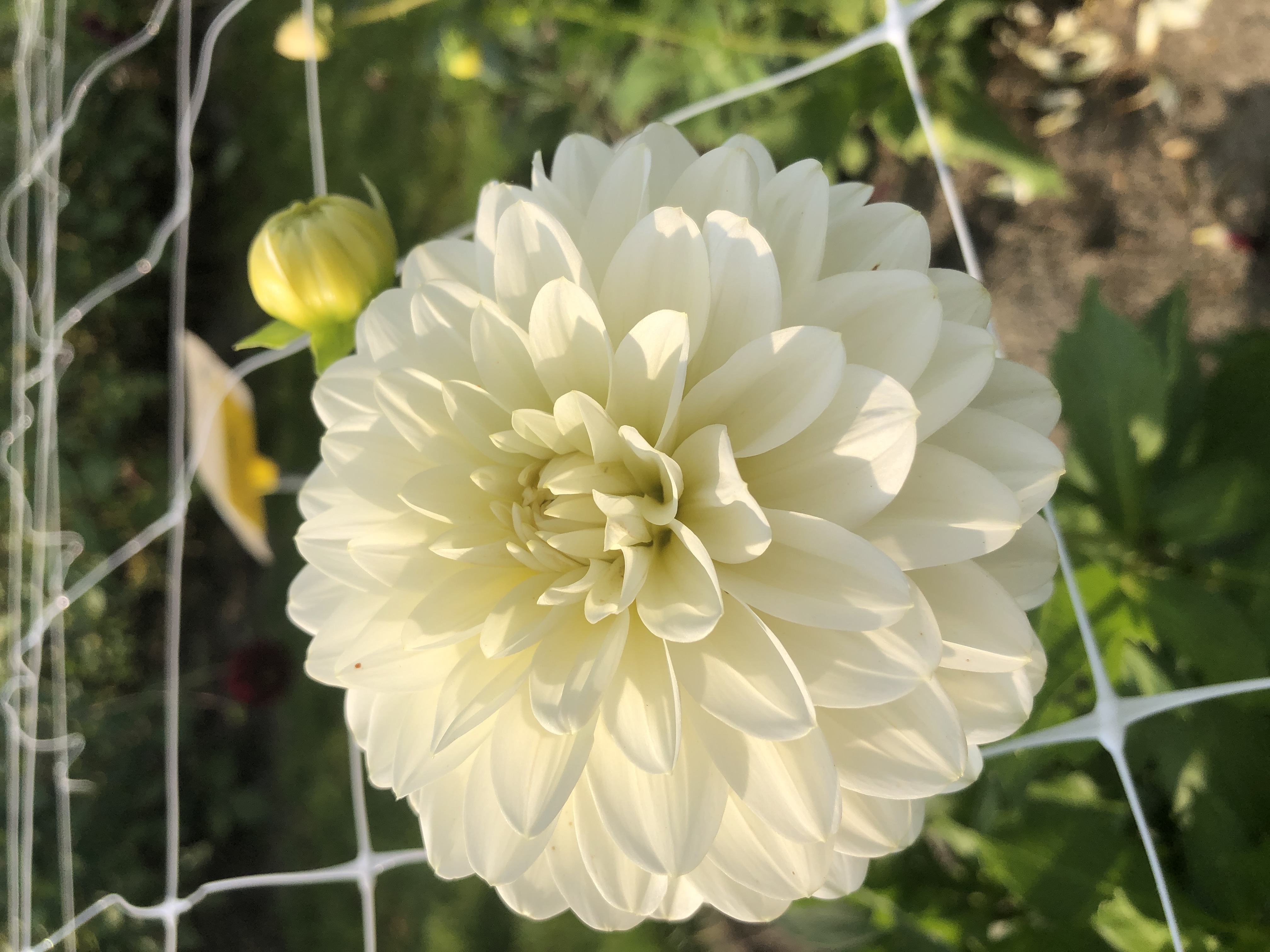 Dahlia knöl Karma Serena  "Dekorativ Småblommande" 