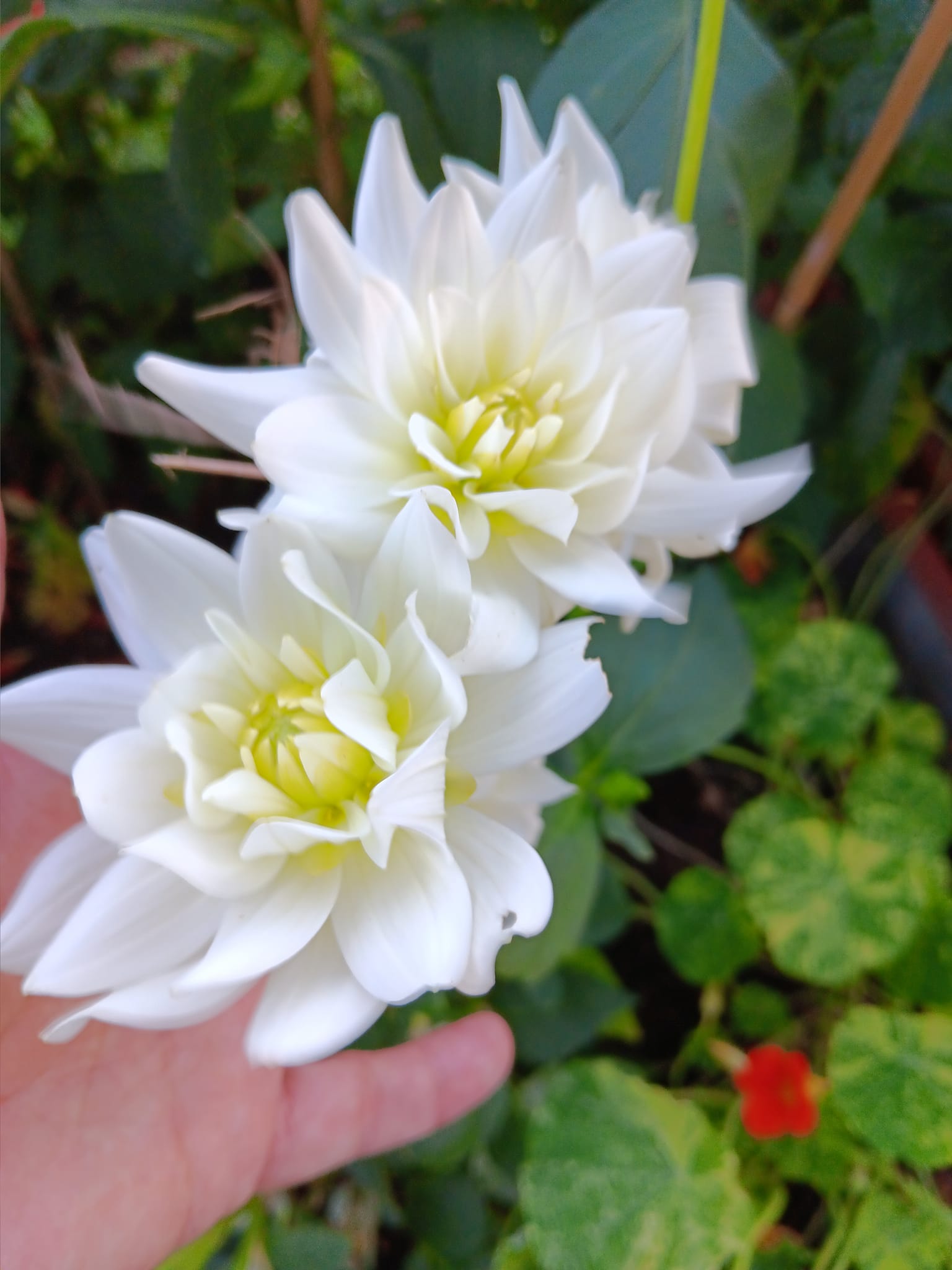 Dahlia knöl Karma Serena  "Dekorativ Småblommande"  - 2