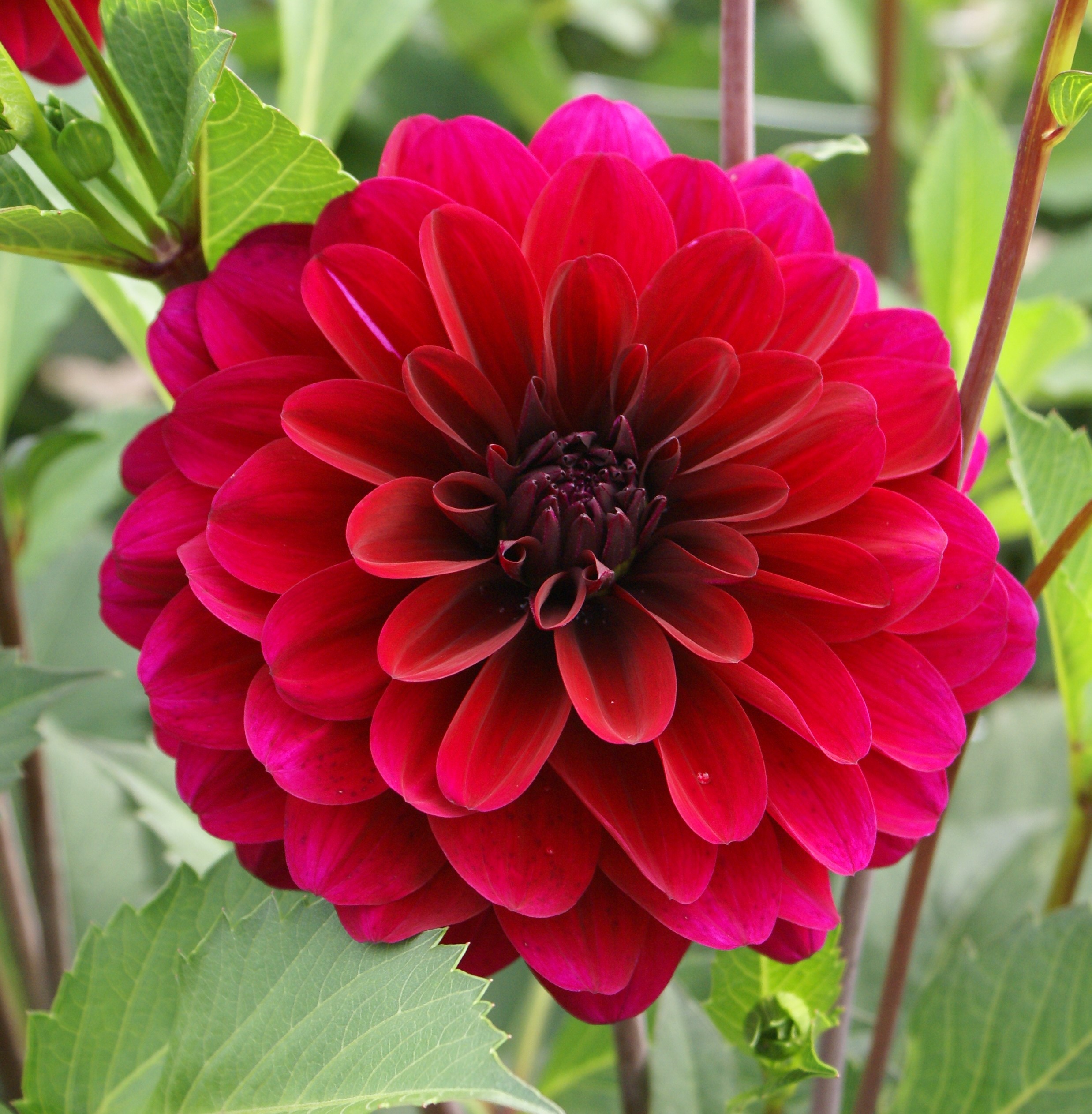 Sävar fröplant - Dahlia knöl Karma Naomi 