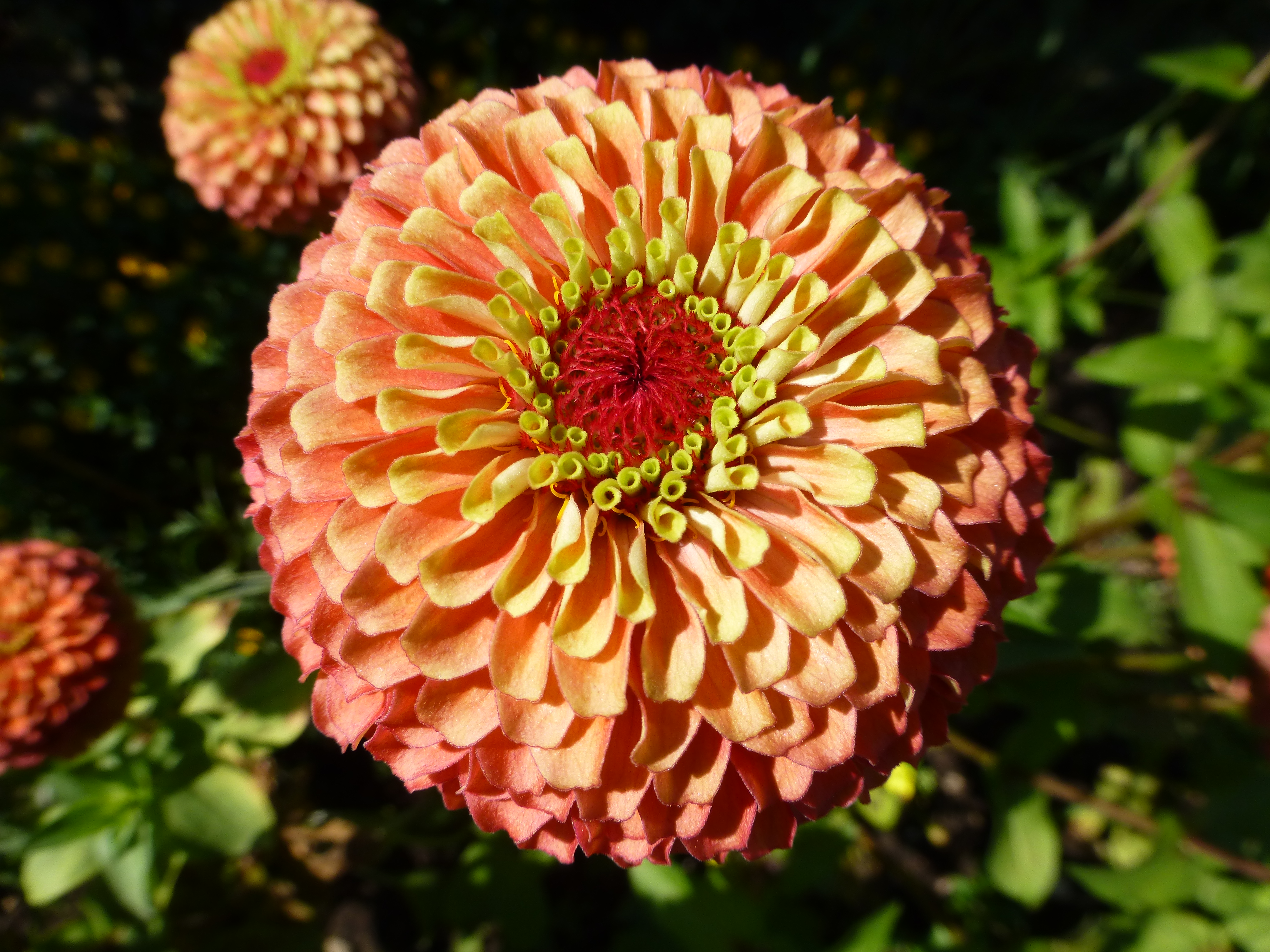Zinnia Queeny Lime Orange 15 frö - 2