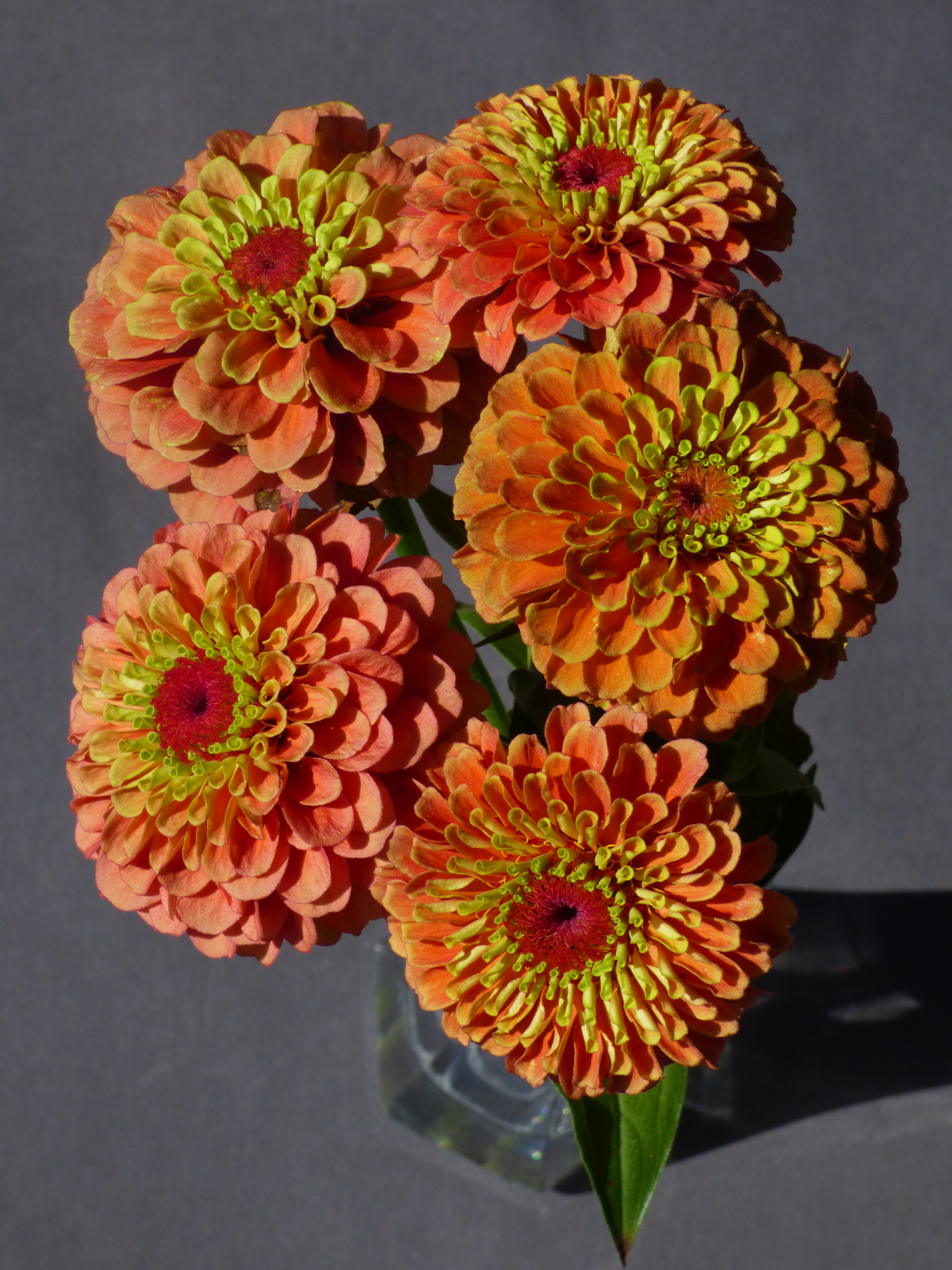 Zinnia Queeny Lime Orange 15 frö - 4