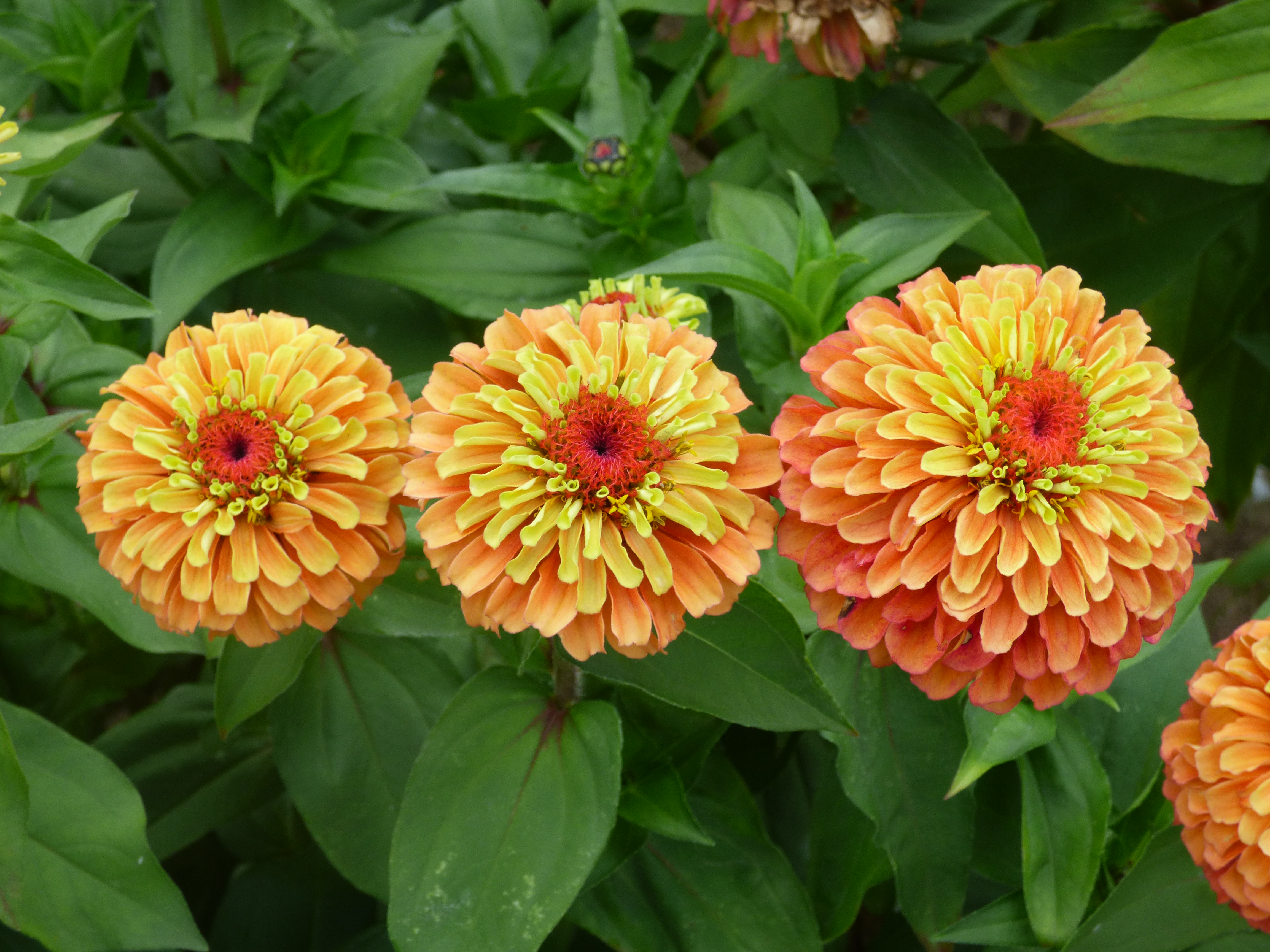 Zinnia Queeny Lime Orange 15 frö - 3