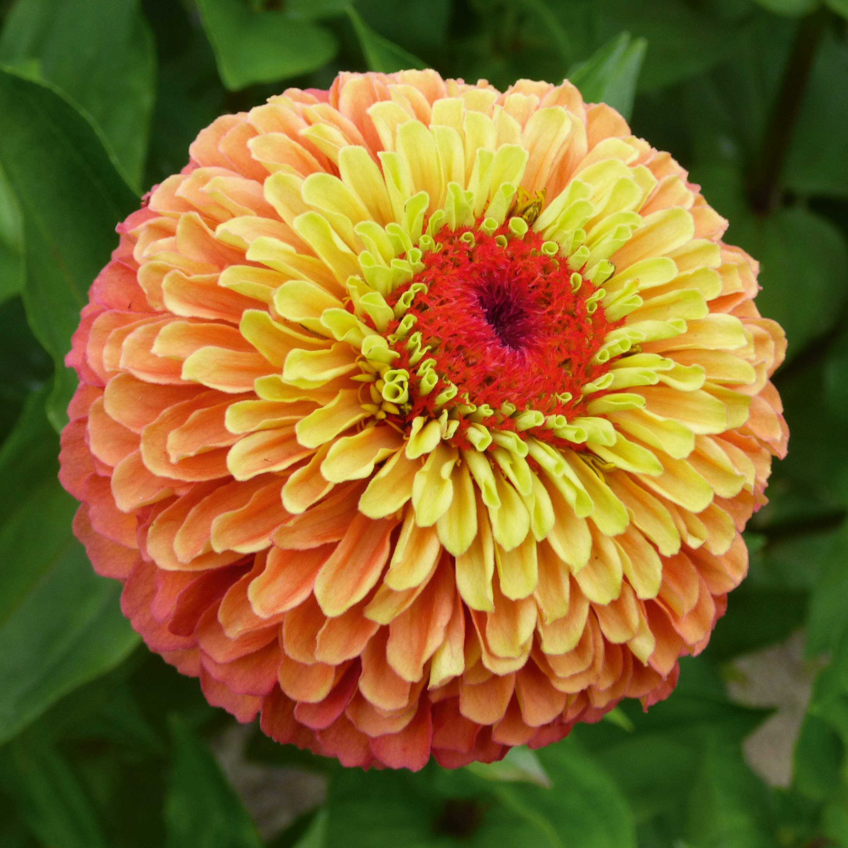 Zinnia Queeny Lime Orange 15 frö